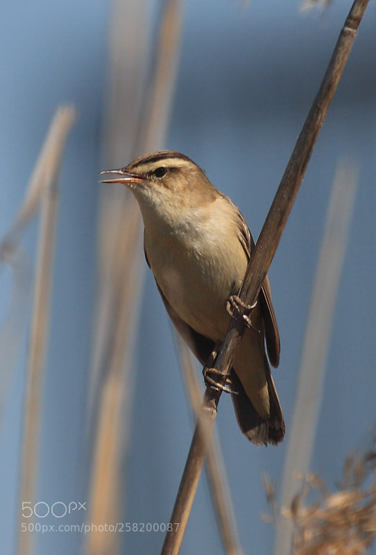 Canon EOS 400D (EOS Digital Rebel XTi / EOS Kiss Digital X) sample photo. Sedge warbler photography