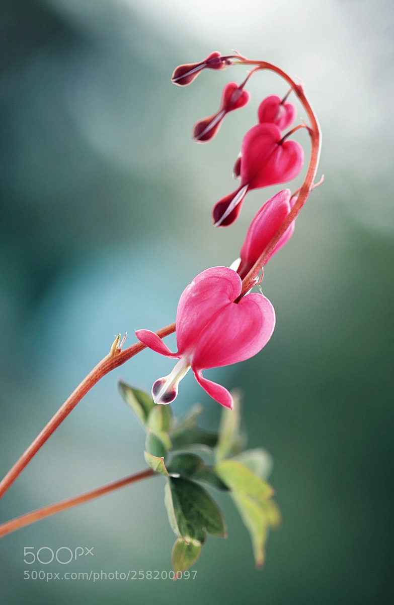 Canon EOS 5D Mark II sample photo. Springtime photography