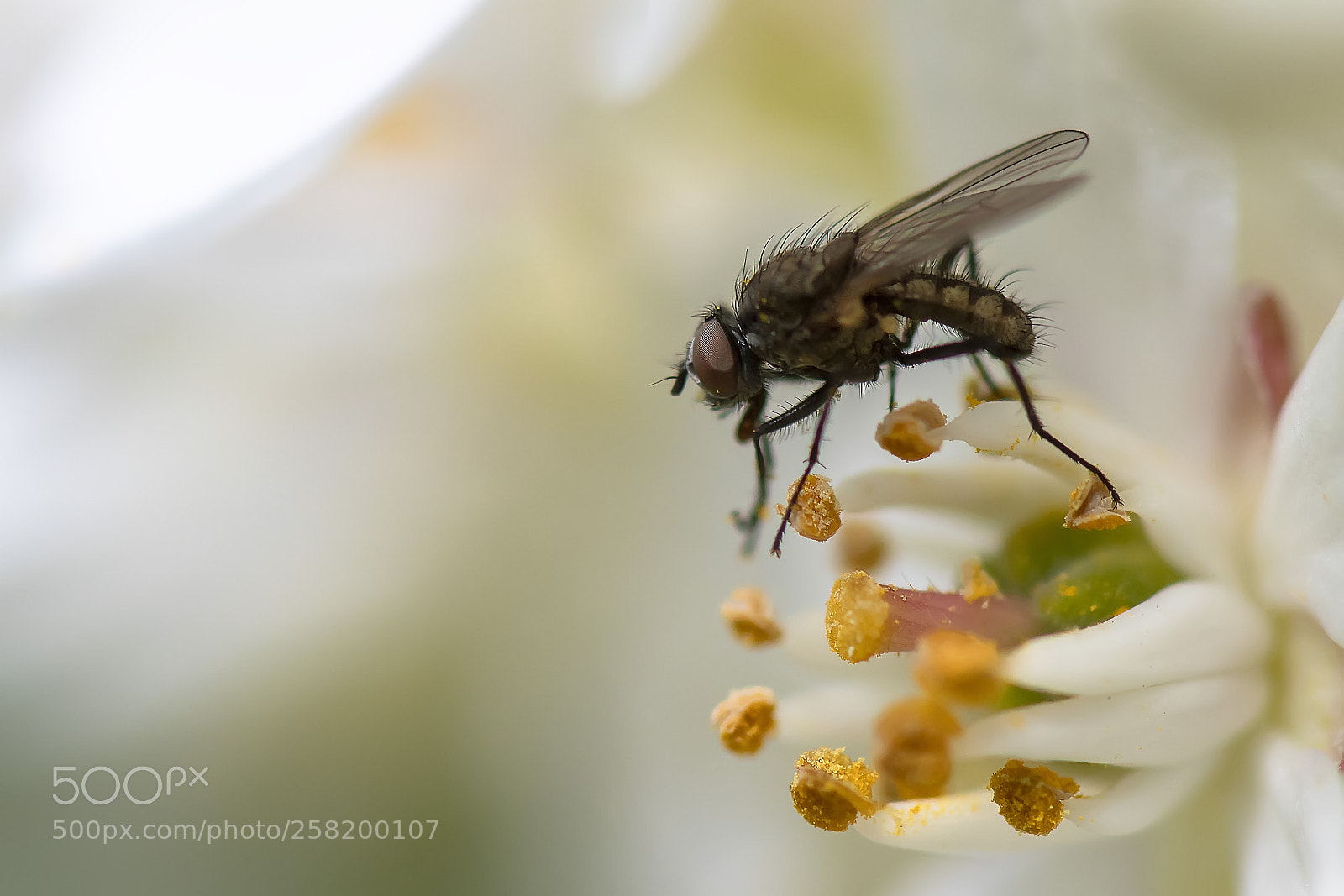 Nikon D500 sample photo. Common fly photography