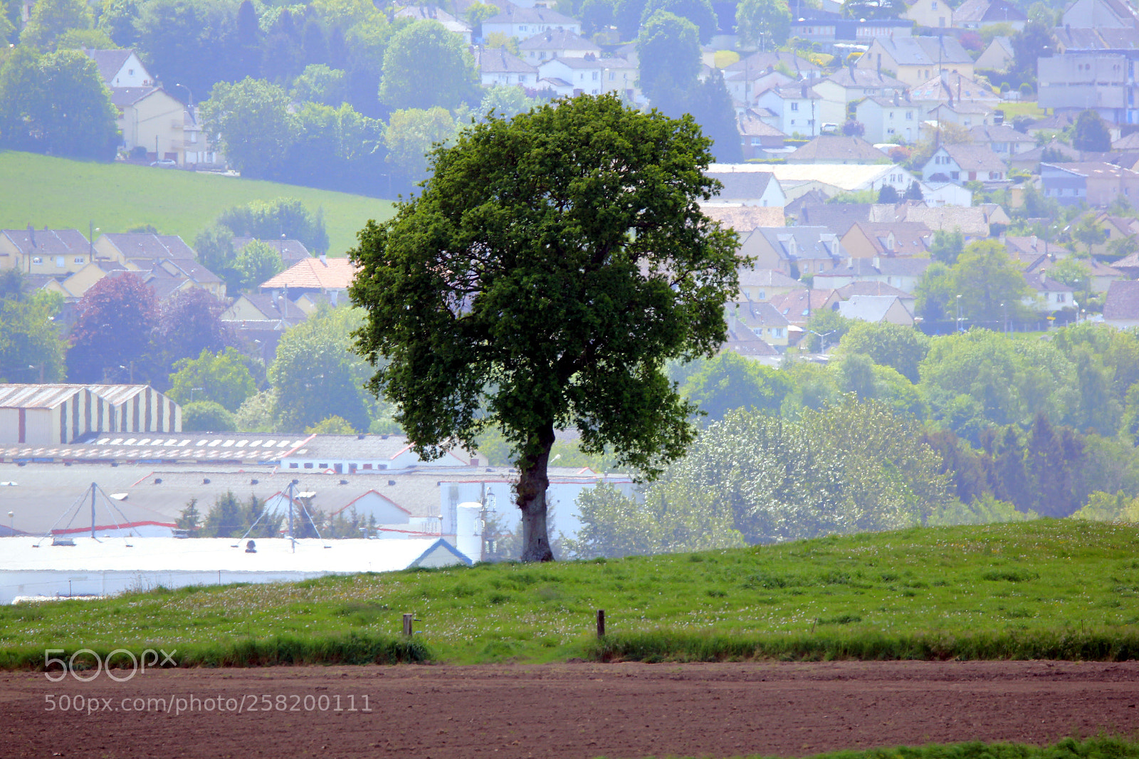 Canon EOS 550D (EOS Rebel T2i / EOS Kiss X4) sample photo. Lonely tree photography