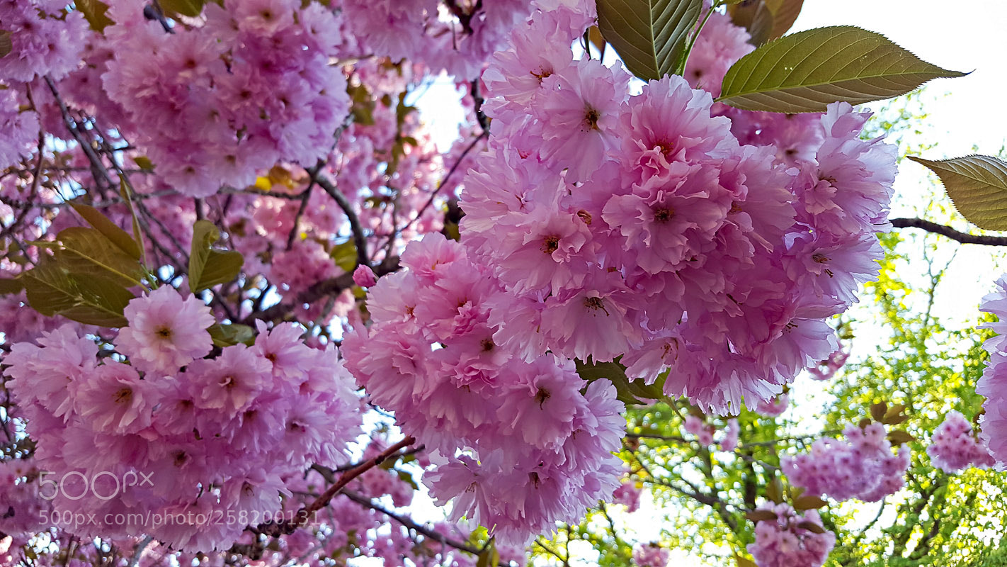Samsung Galaxy S6 sample photo. Blooming tree photography