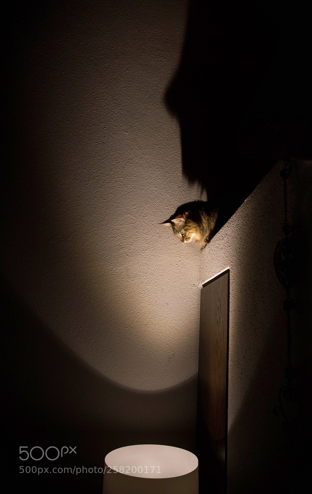 Canon EOS 5D Mark IV sample photo. In the light photography
