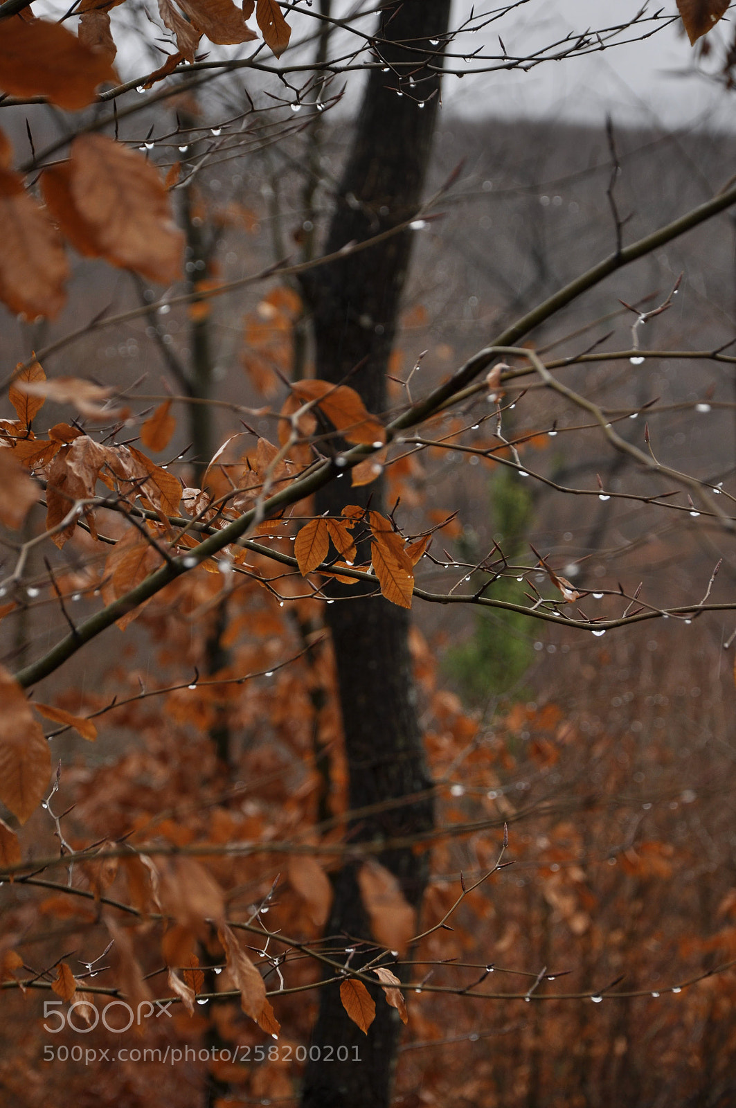 Nikon D90 sample photo. Untitled photography