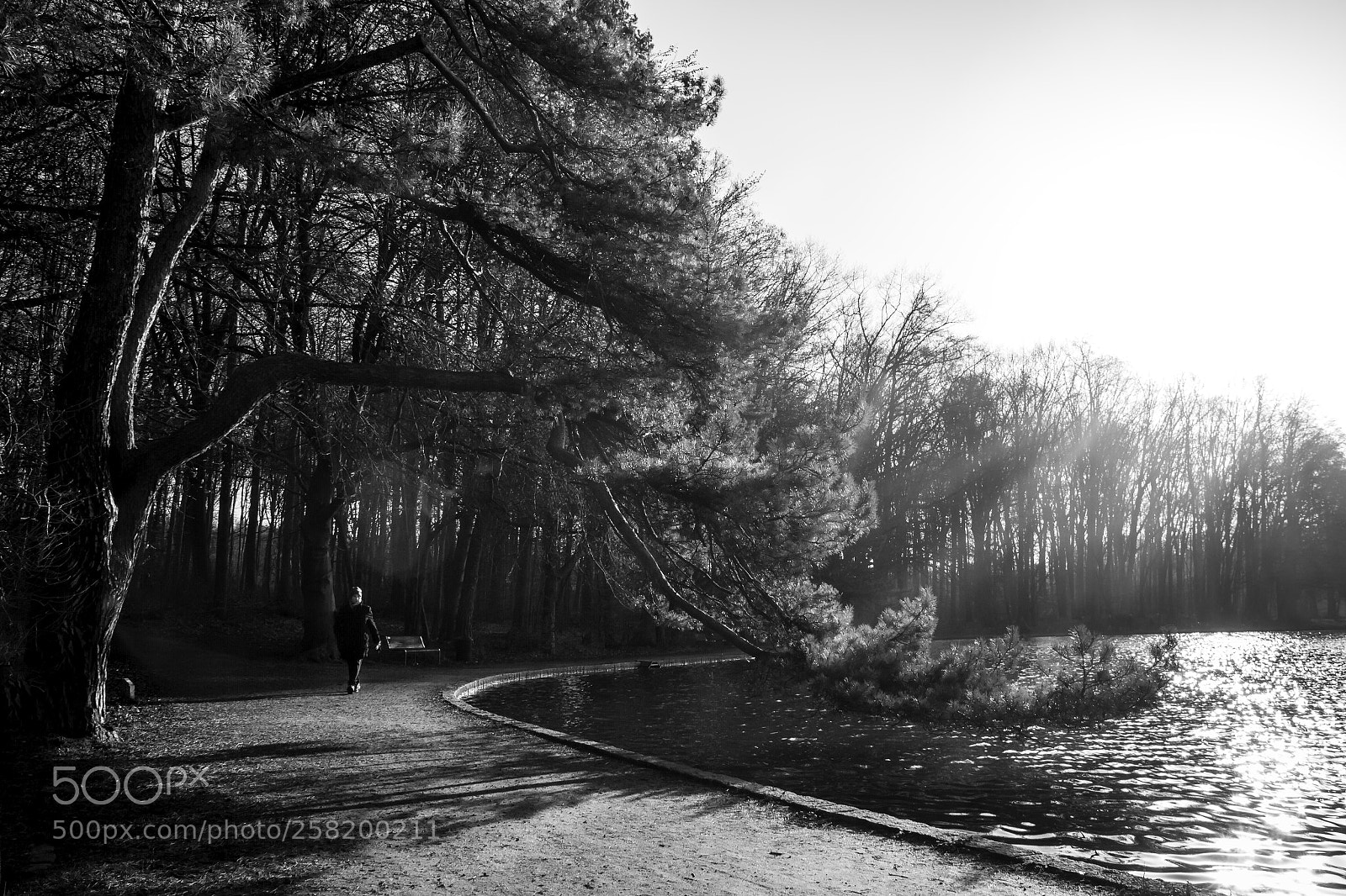 Canon EOS 7D sample photo. Tree over the lake photography