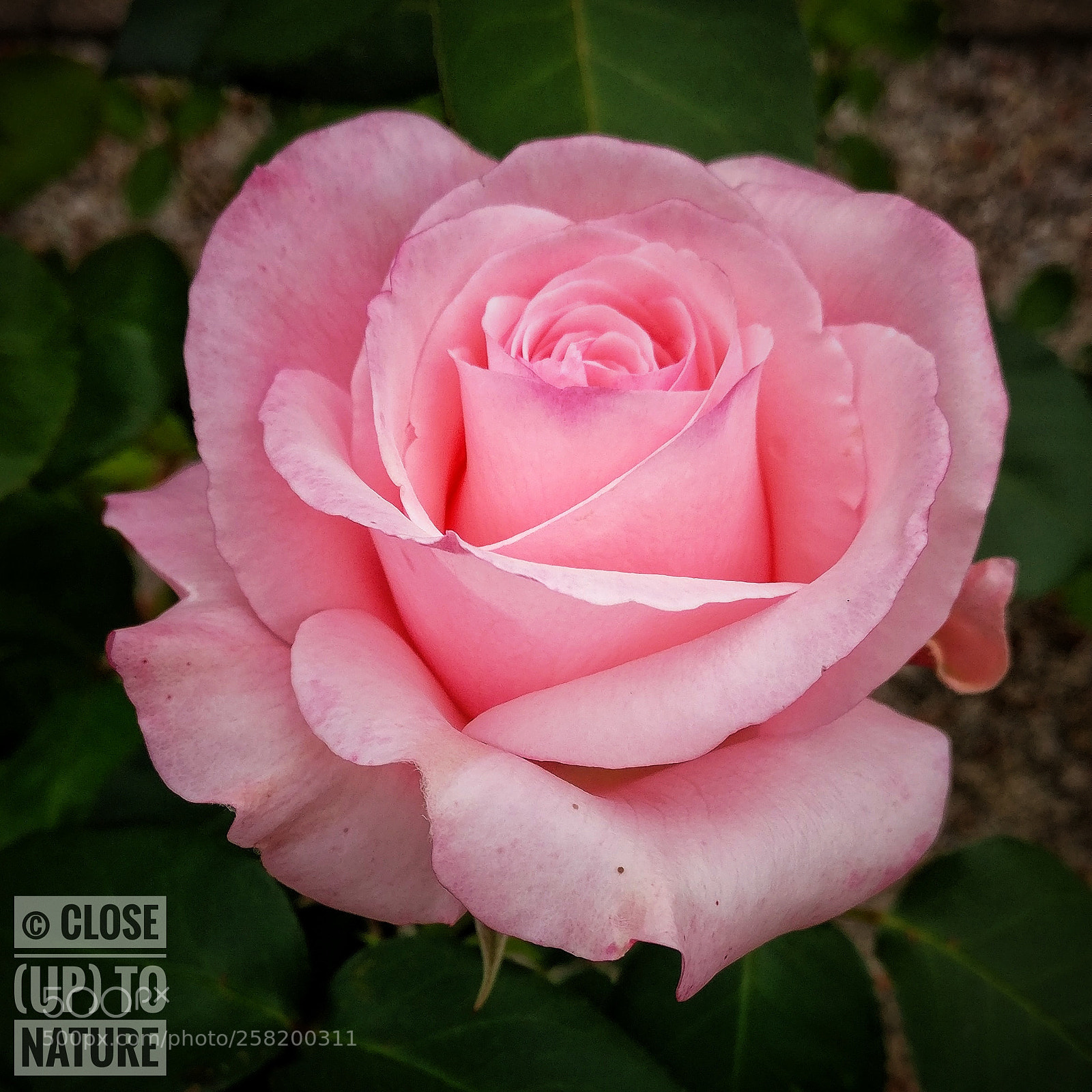 OnePlus A3003 sample photo. Rose (2) photography