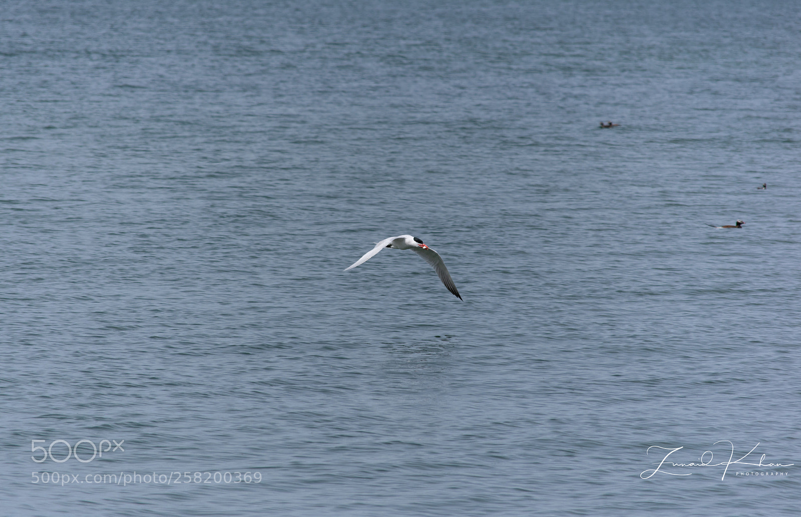 Nikon D3400 sample photo. Tern  photography