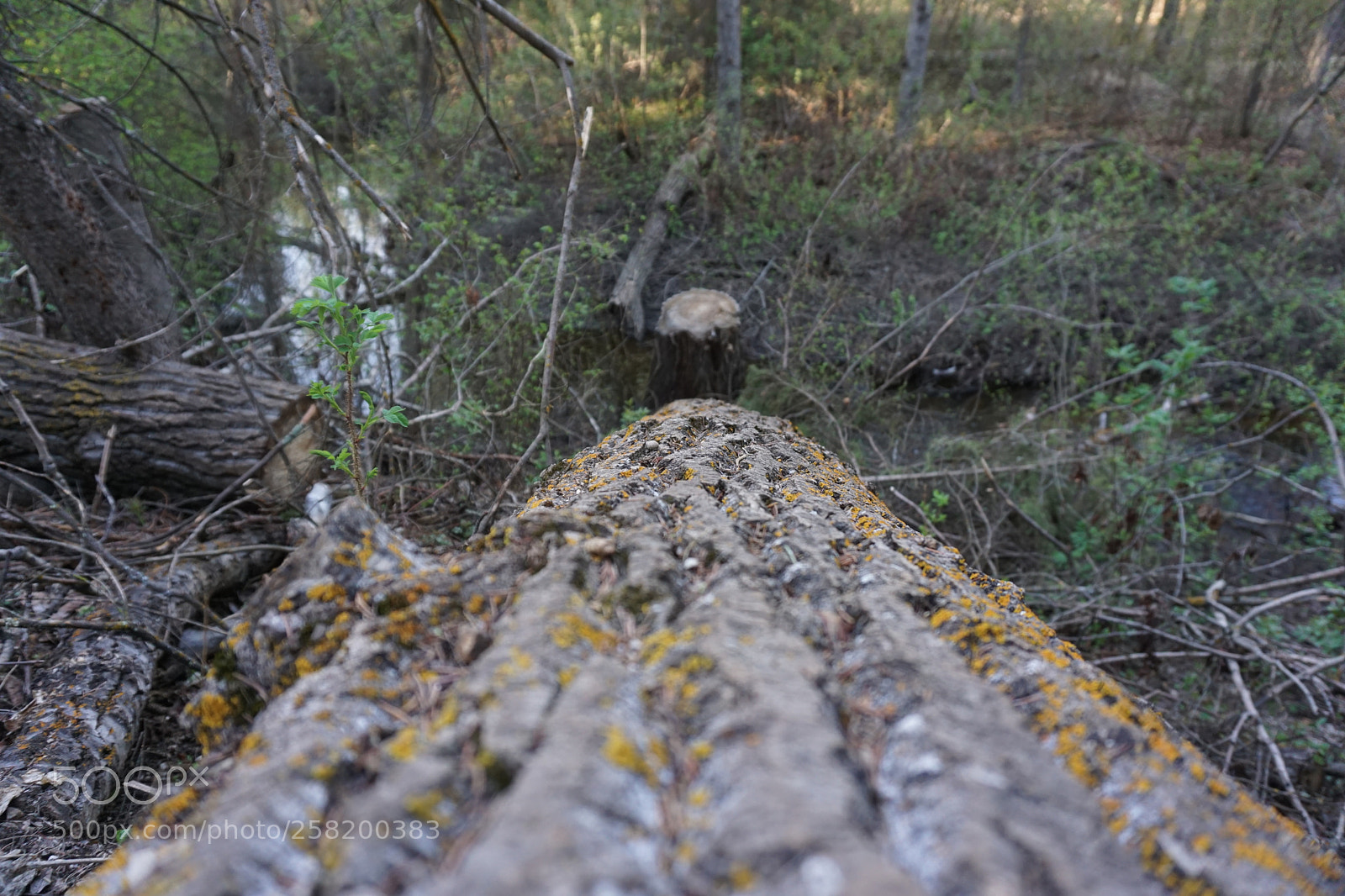 Sony a6000 sample photo. Dsc photography