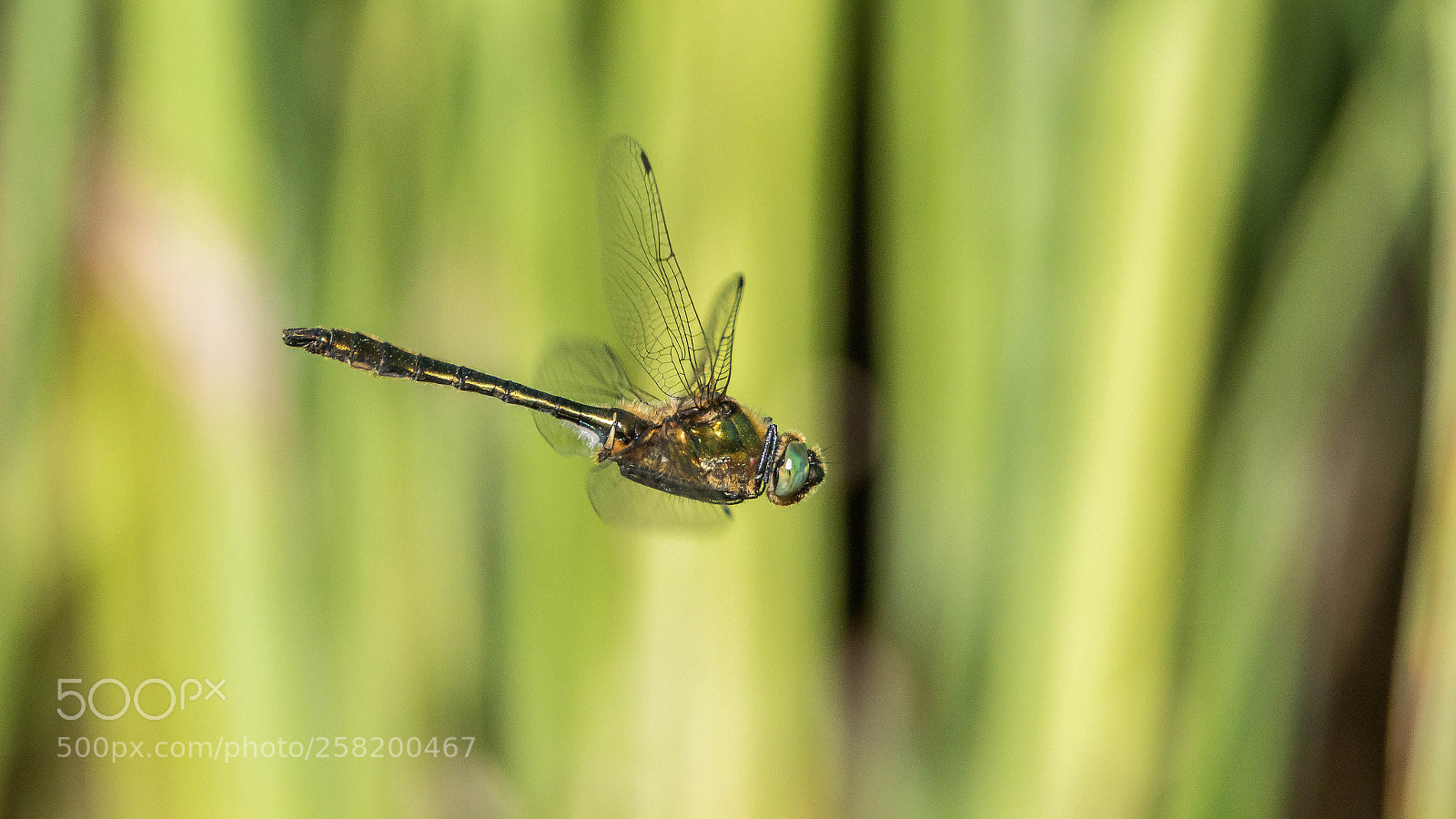 Sony ILCA-77M2 sample photo. Smaragdlibelle im flug photography