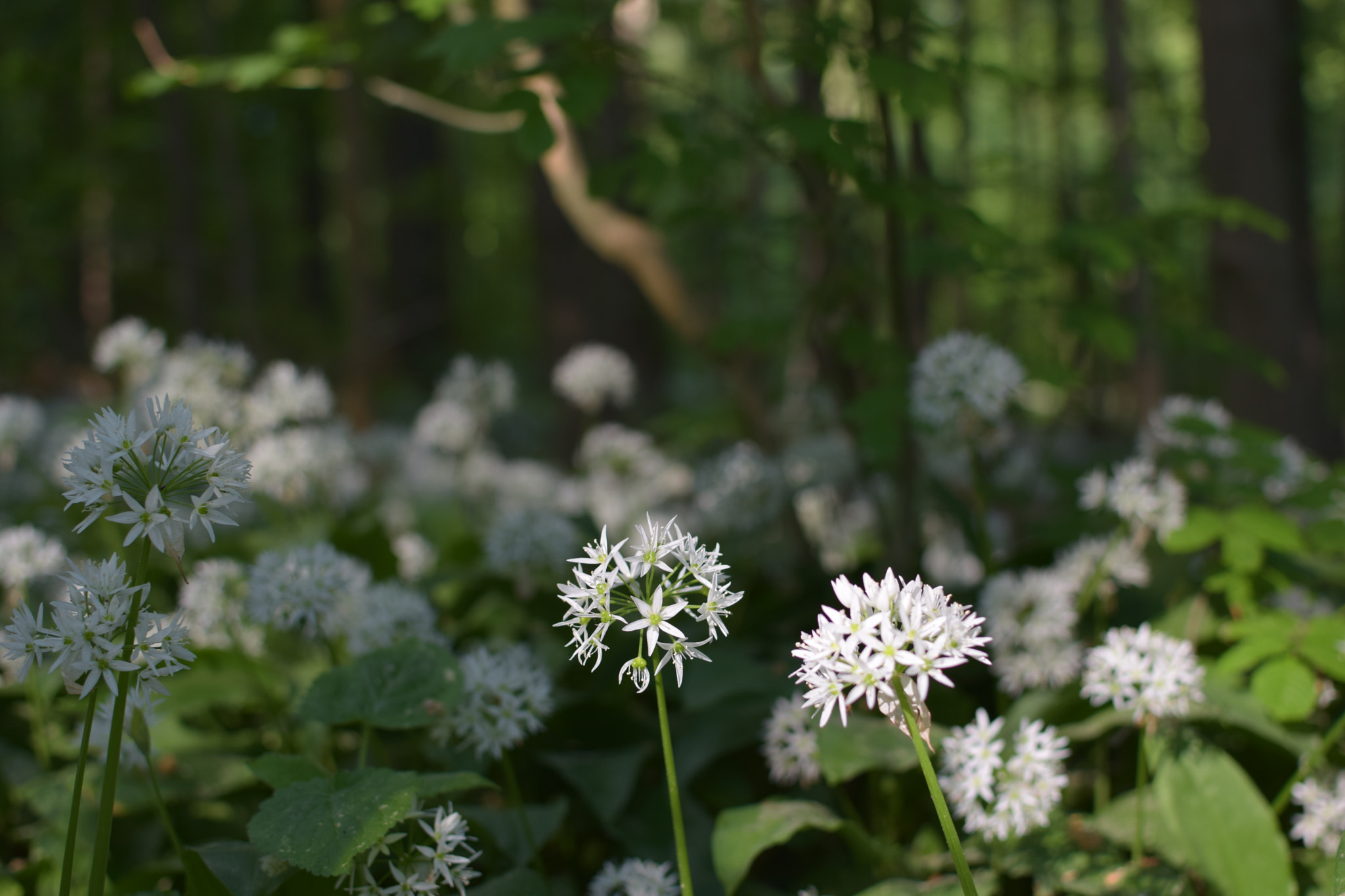 Nikon D5300 + Nikon AF-S DX Nikkor 35mm F1.8G sample photo. Bärlauchblüte photography