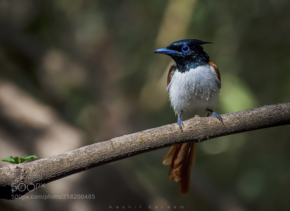 Nikon D7200 sample photo. Asian paradise flycatcher~female photography