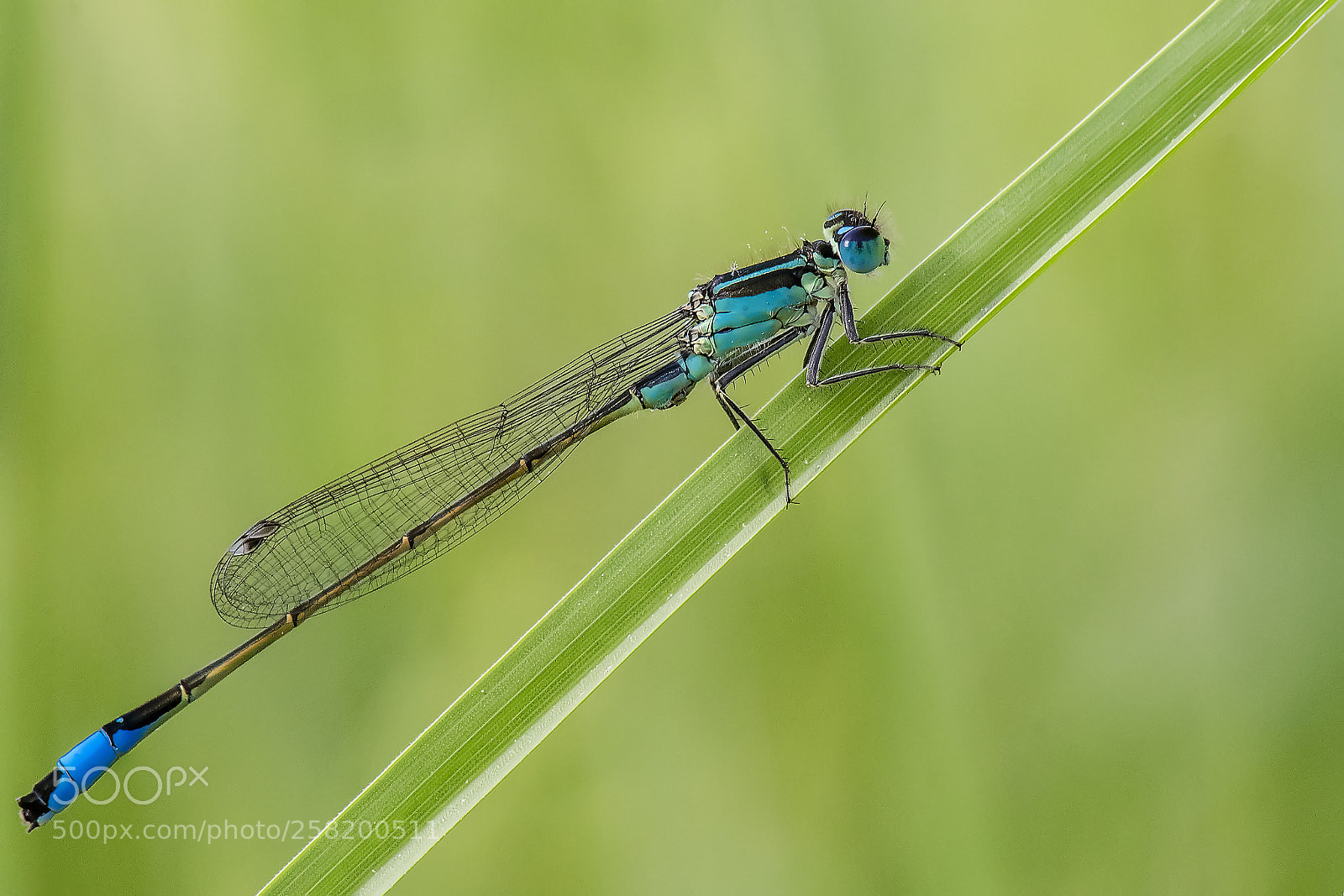 Nikon D500 sample photo. Blue dragonfly photography