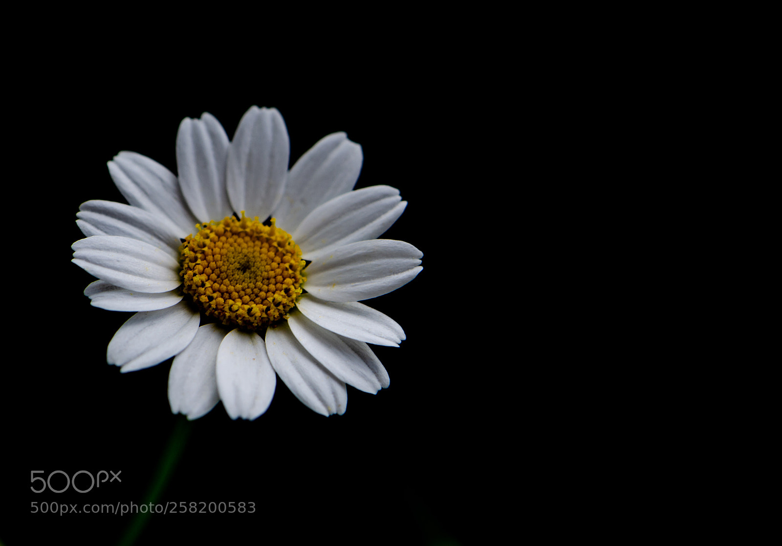 Nikon D5100 sample photo. Margarita photography