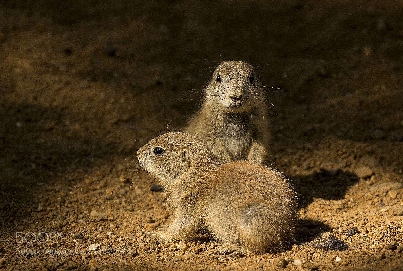 Canon EOS 600D (Rebel EOS T3i / EOS Kiss X5) sample photo. Prairie dogs photography
