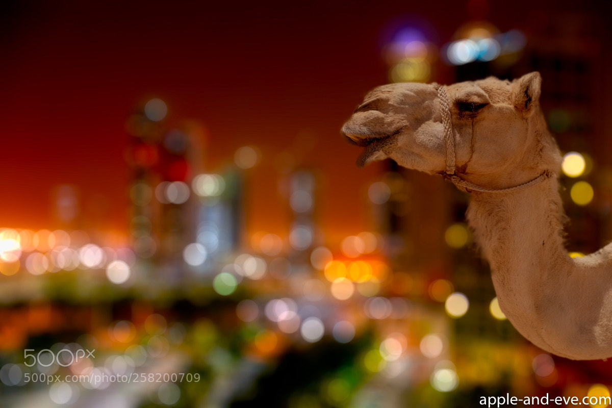 Fujifilm X-T1 sample photo. Camel in the city photography