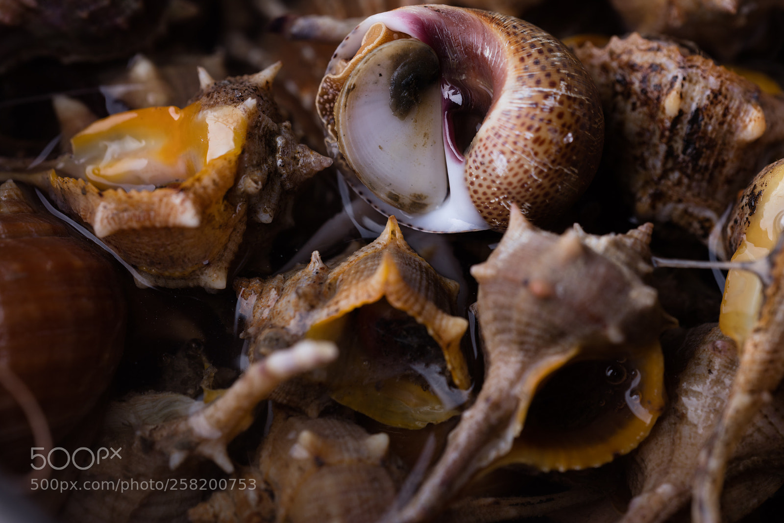 Canon EOS 5DS R sample photo. Sea snail,close up photography