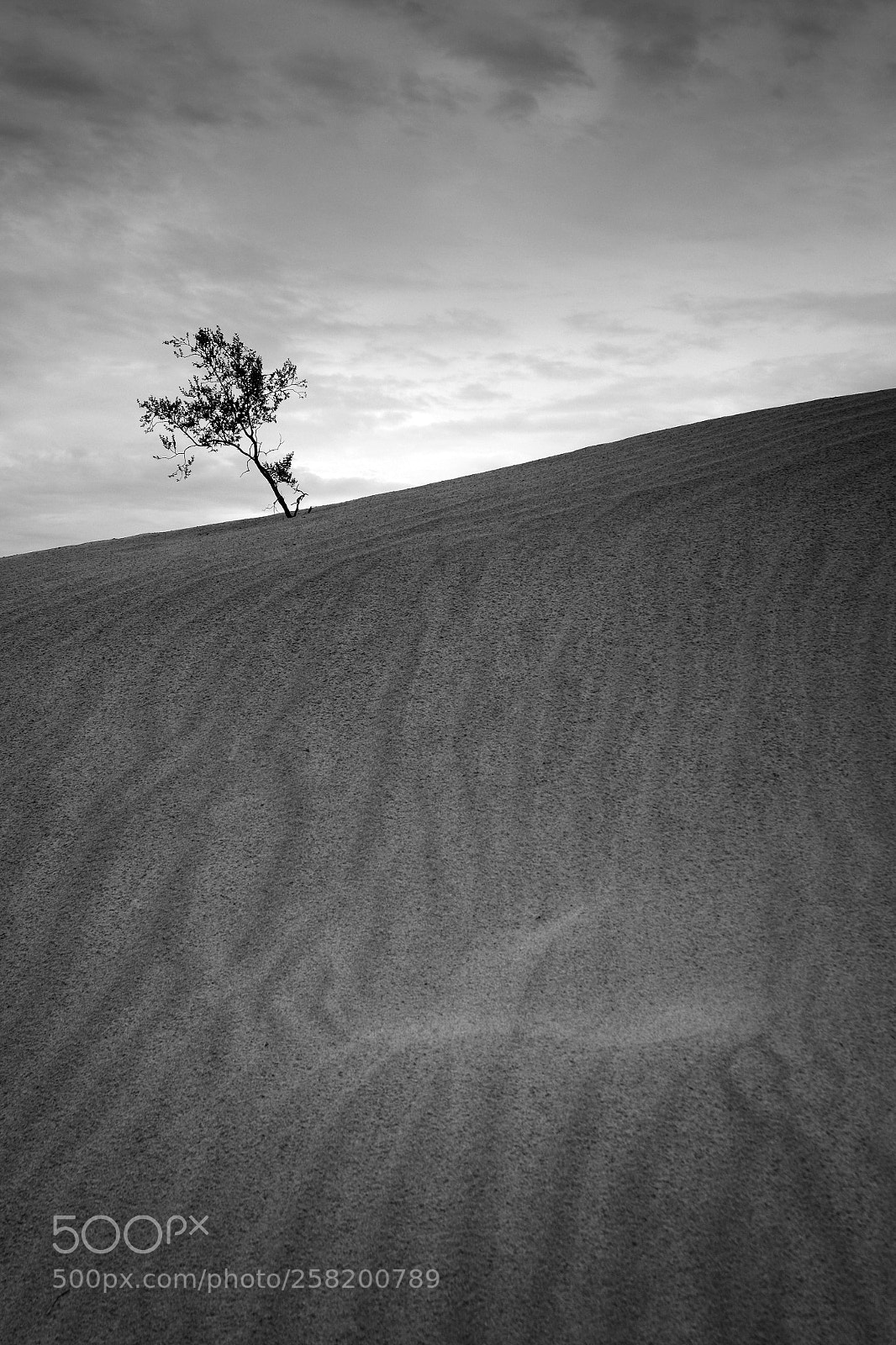 Fujifilm X-T1 sample photo. Lonely tree photography