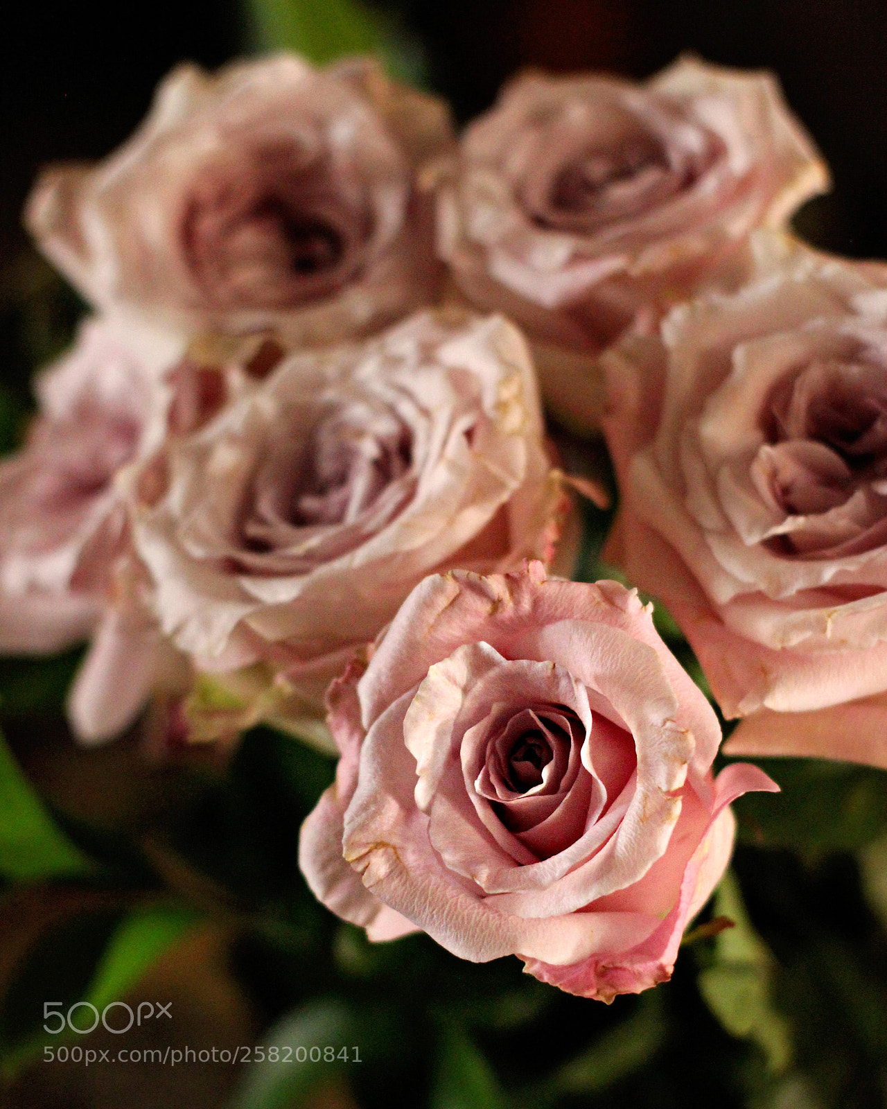Canon EOS 600D (Rebel EOS T3i / EOS Kiss X5) sample photo. Dusty rose bouquet photography
