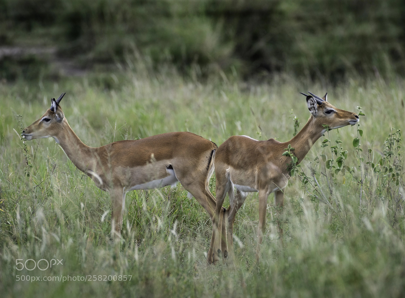 Nikon D810 sample photo. Impala photography