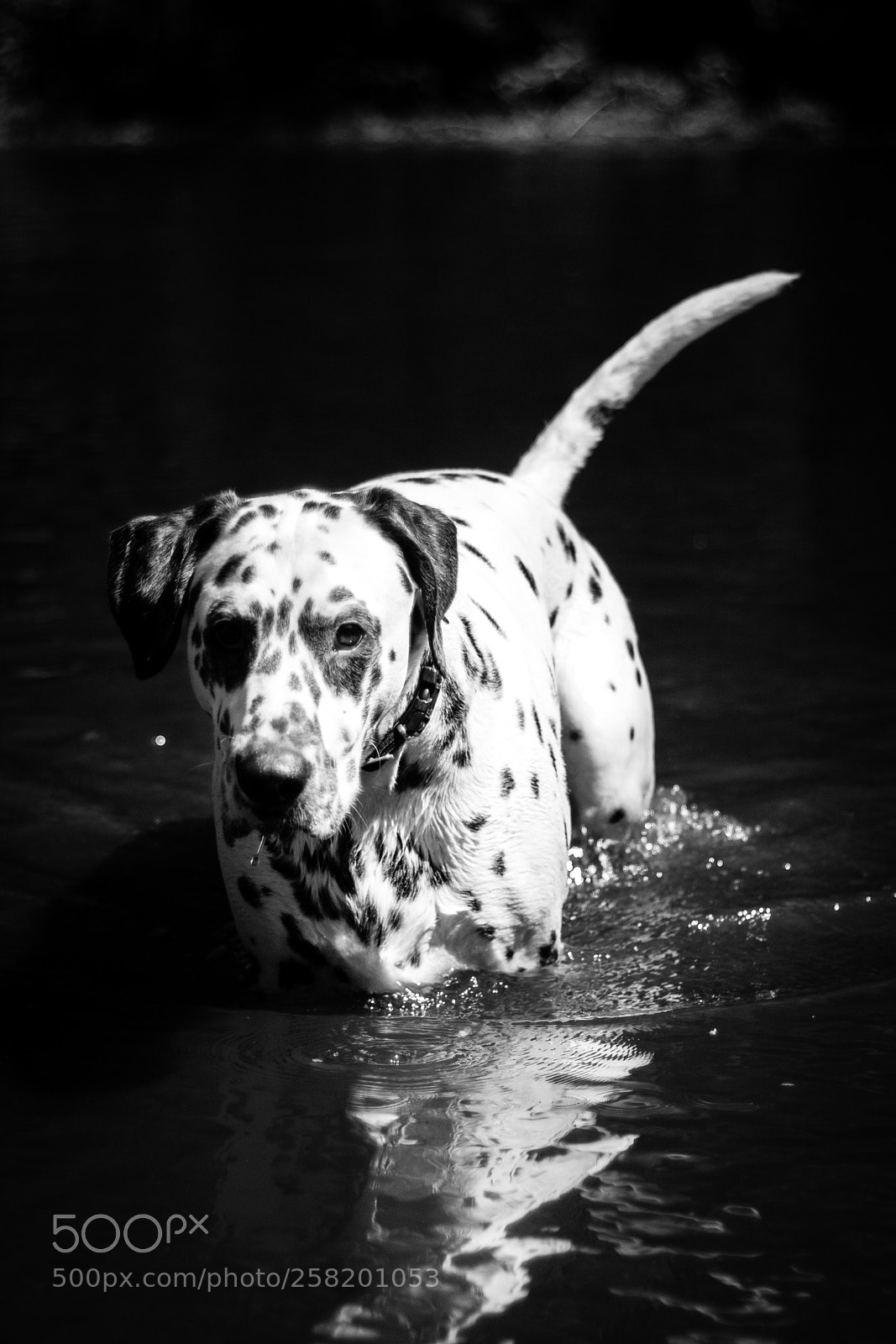 Canon EOS 600D (Rebel EOS T3i / EOS Kiss X5) sample photo. A dog photography
