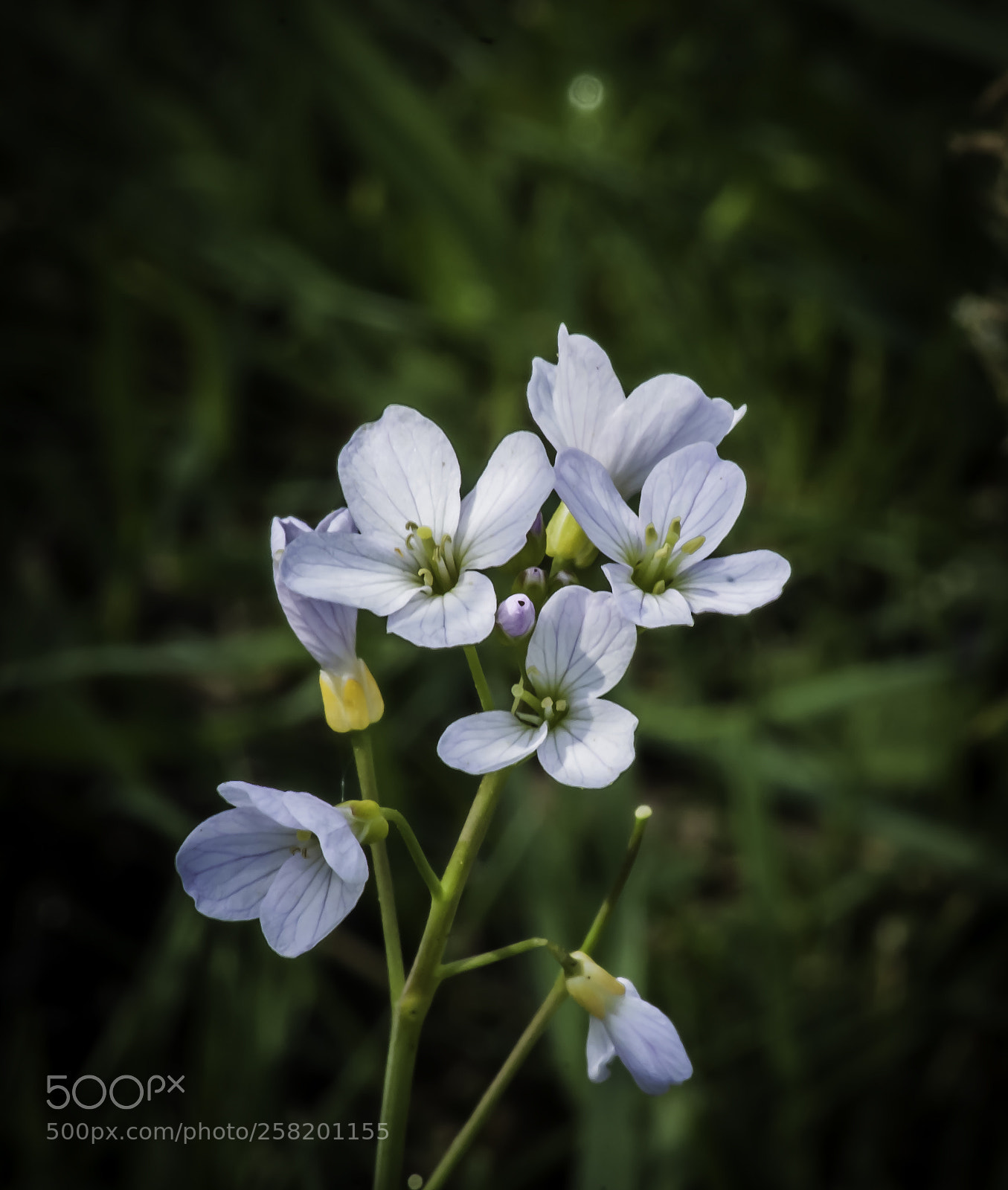 Nikon D5000 sample photo. Blue flower photography