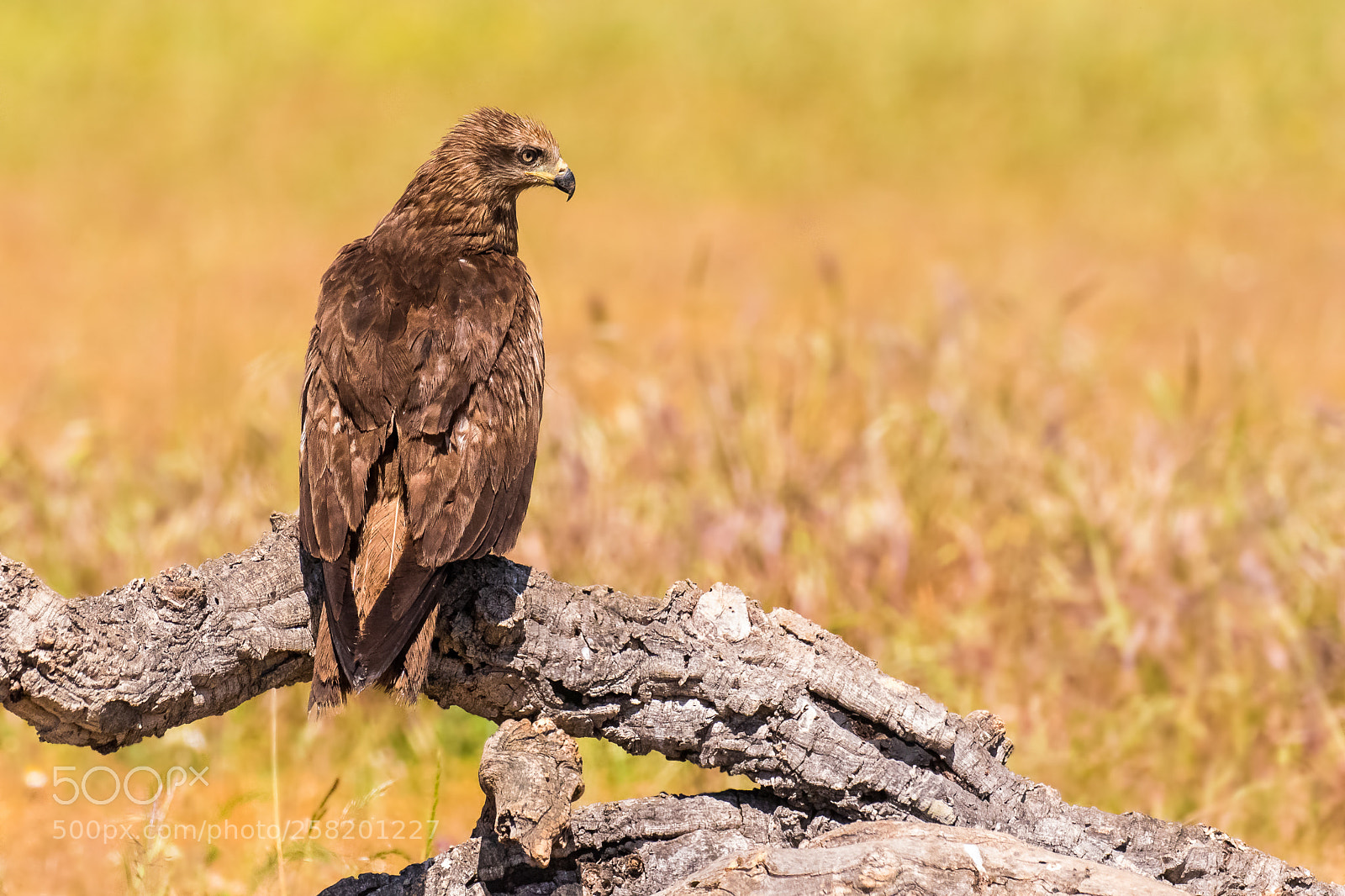Canon EOS 7D Mark II sample photo. Black kite (milvus migrans) photography
