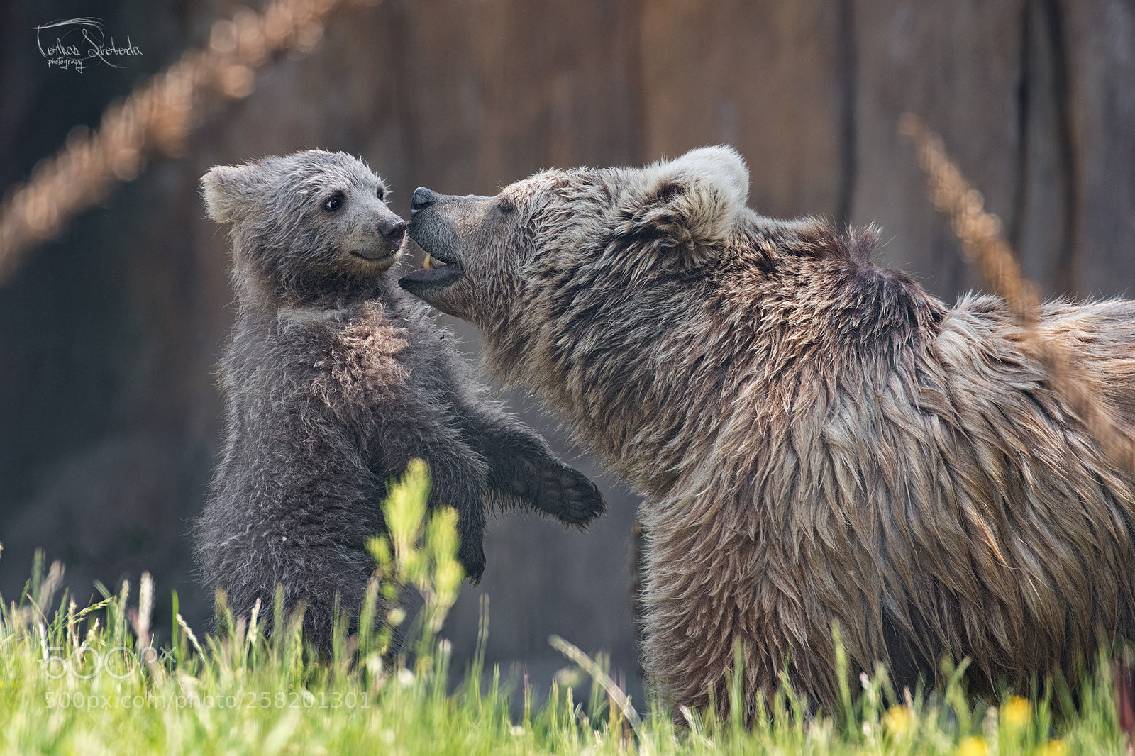 Nikon D750 sample photo. The himalayan brown bear photography