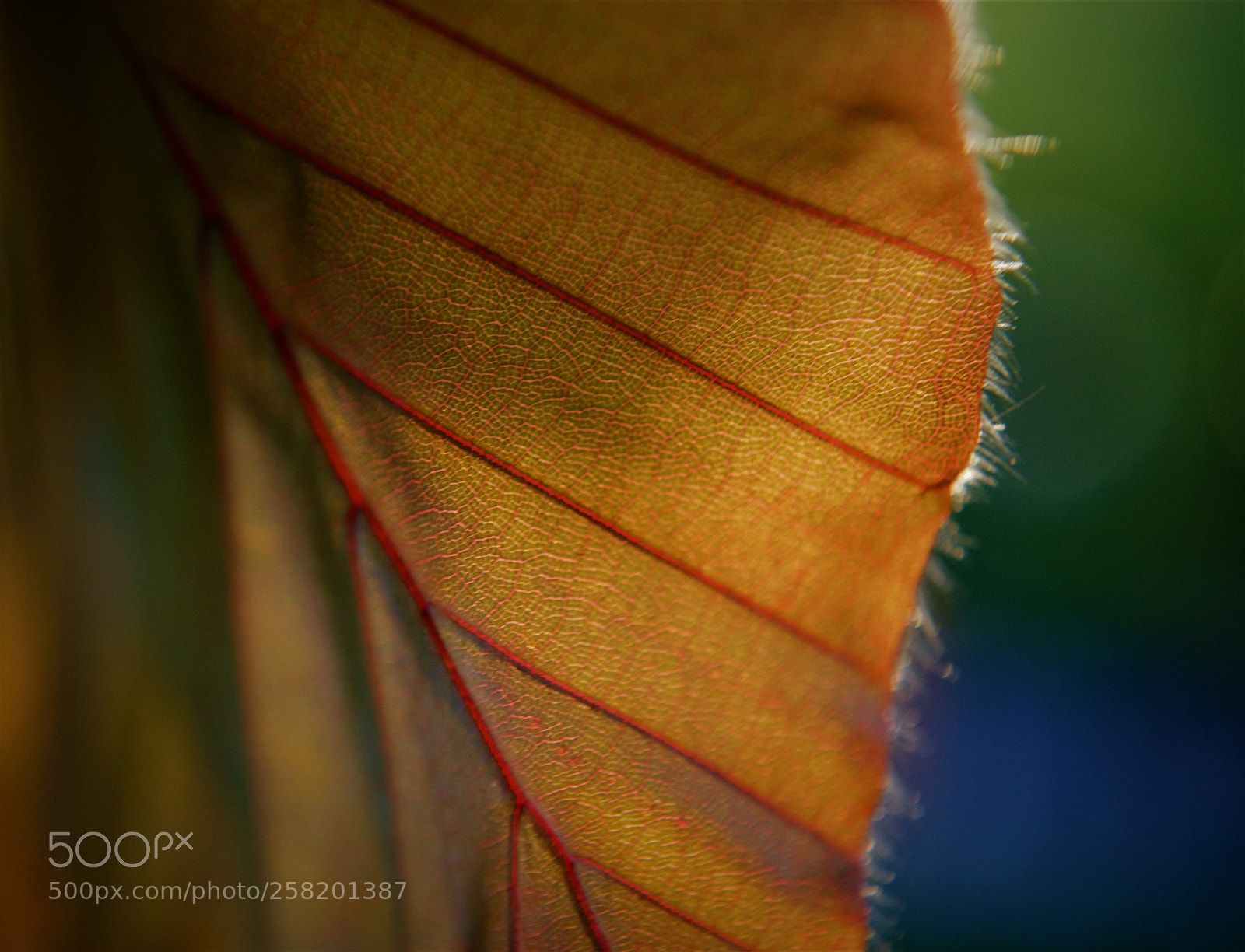 Nikon D5100 sample photo. Vulnar photography