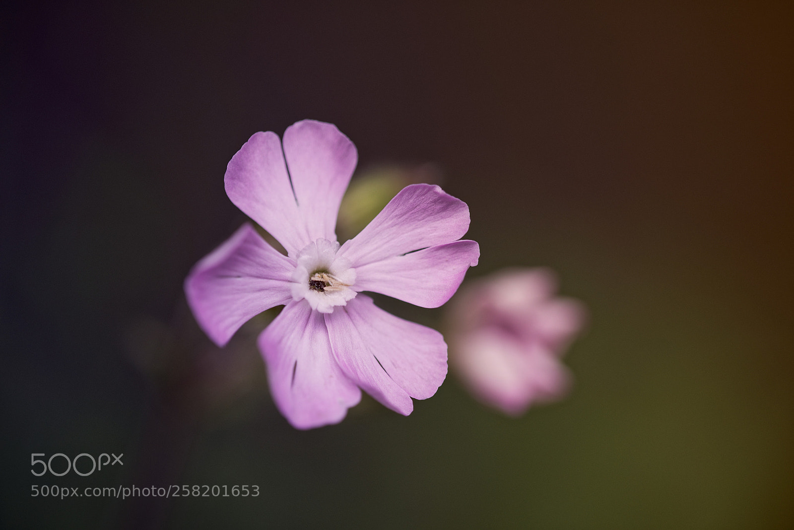 Nikon D750 sample photo. La luce colora di photography