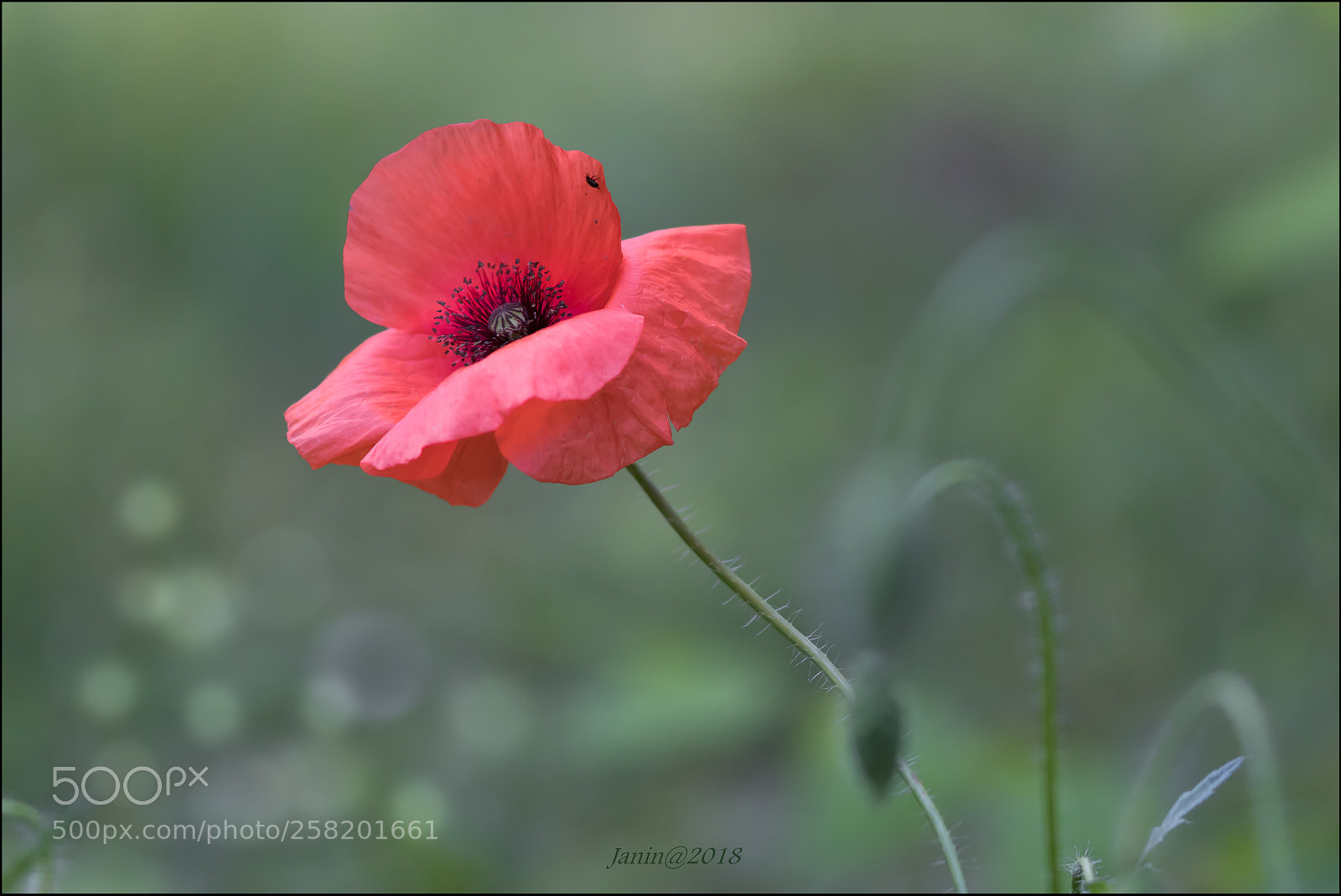 Canon EOS 77D (EOS 9000D / EOS 770D) sample photo. Solitude photography