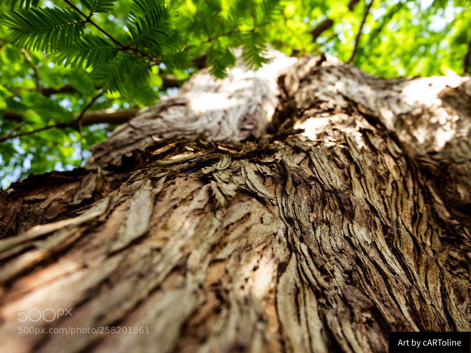 Fujifilm X-T20 sample photo. Mr. tree photography