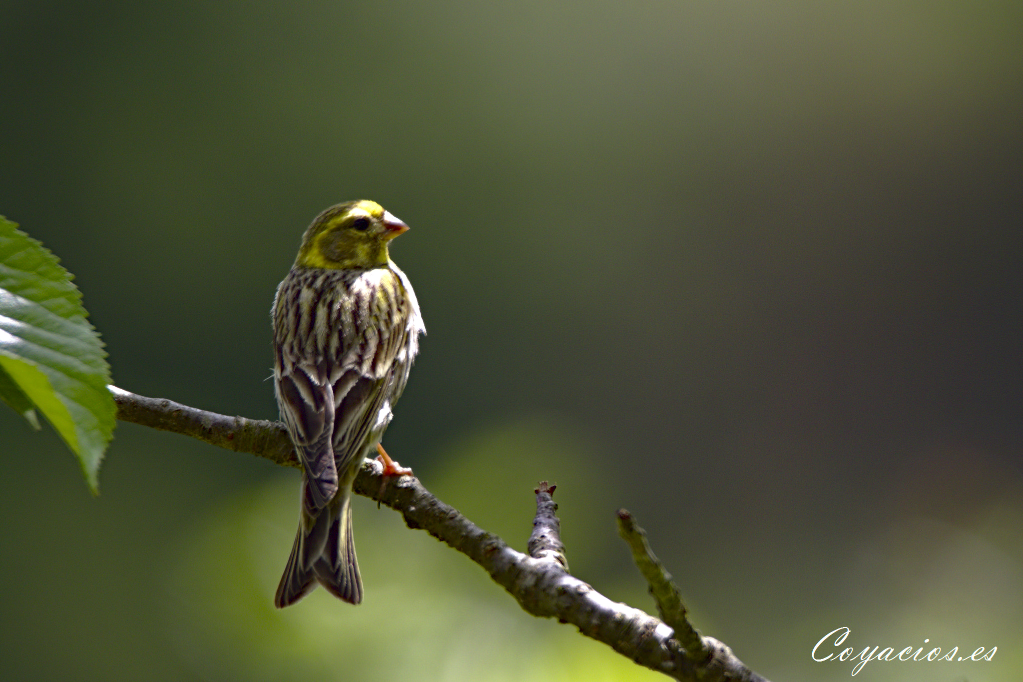 Canon EOS 7D Mark II sample photo. Verdecillo (serinus serinus) photography