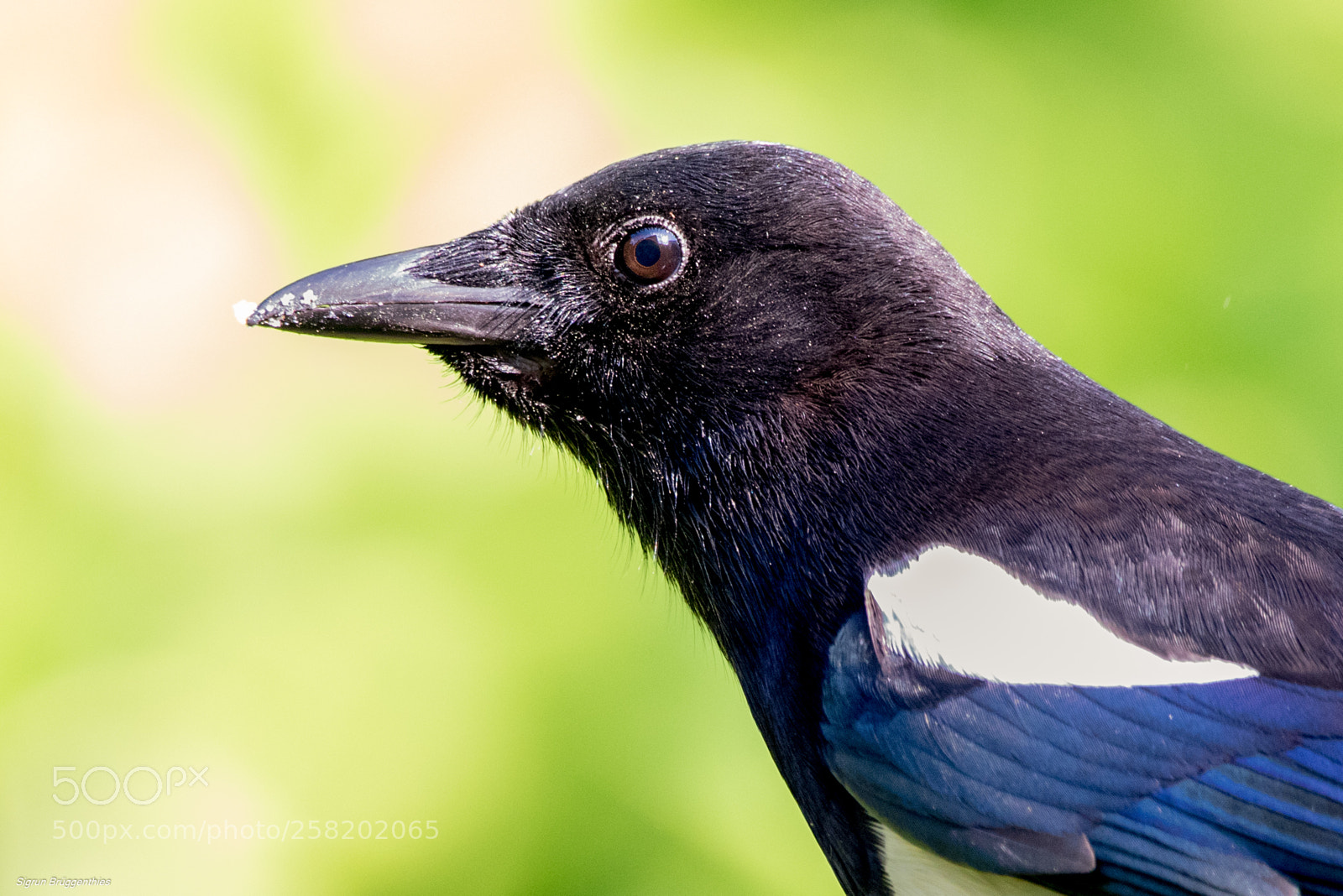 Canon EOS 7D Mark II sample photo. Elster/magpie close-up photography