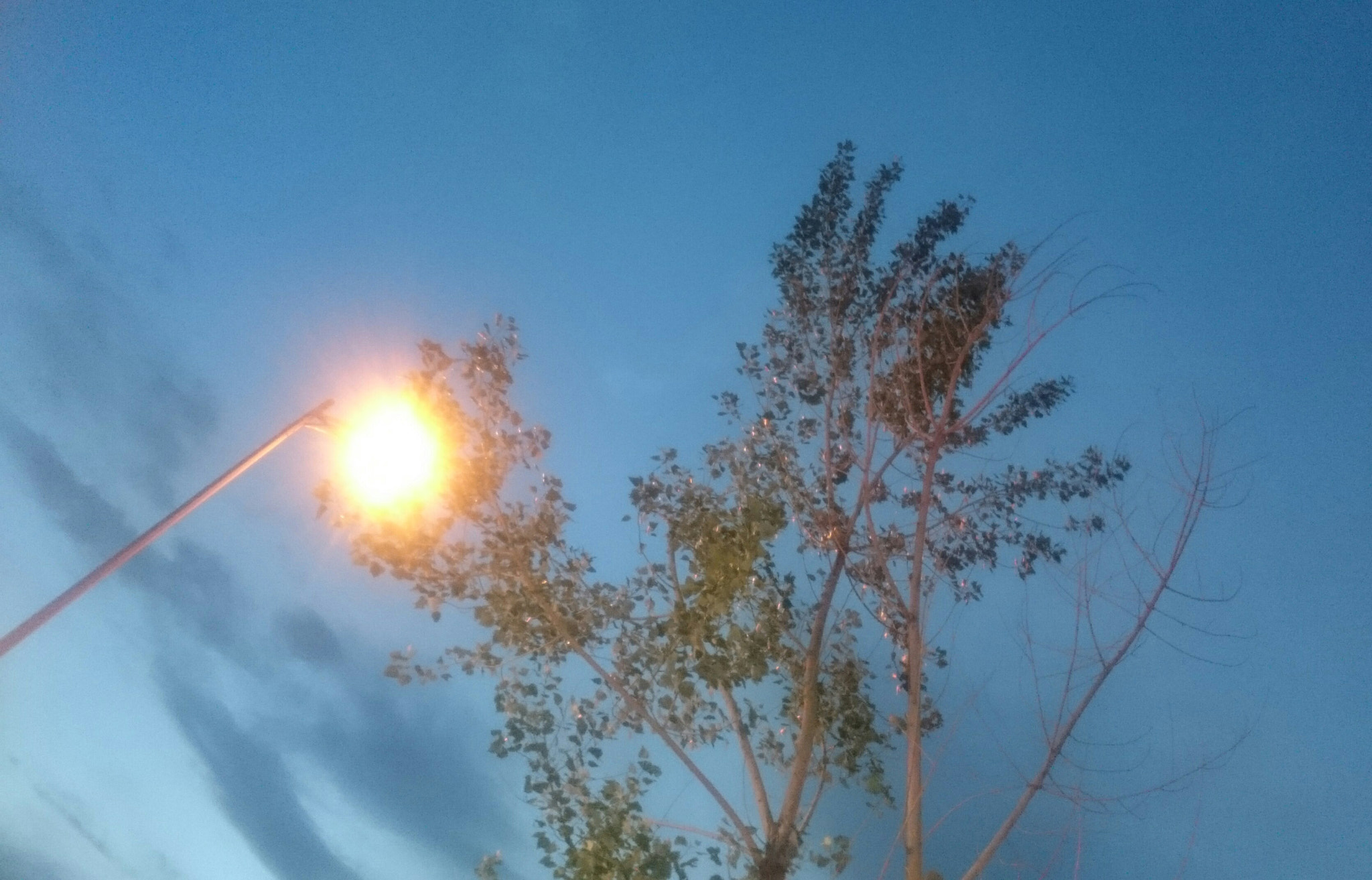 Sony Xperia Z1 Compact sample photo. Road light and tree photography