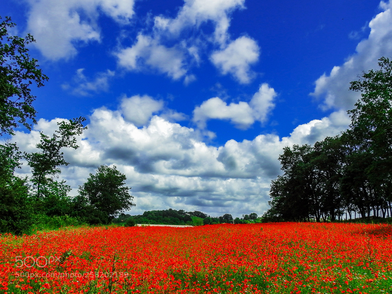 Nikon Coolpix P900 sample photo. Poppies land photography