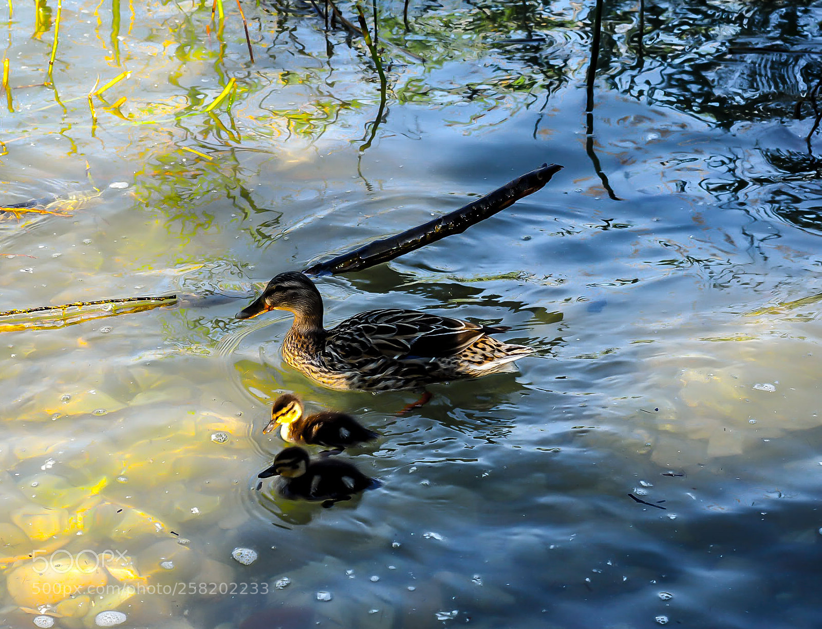 Olympus OM-D E-M1 Mark II sample photo. Untitled photography
