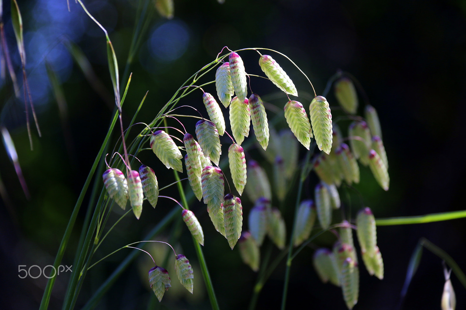 Canon EF-S 18-200mm F3.5-5.6 IS sample photo. Wild photography