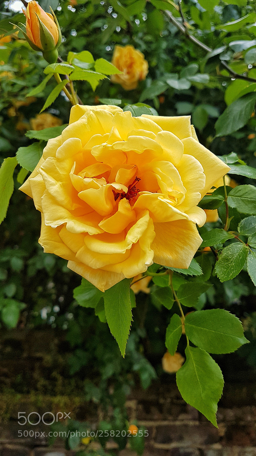 Samsung Galaxy S7 sample photo. Golden rose photography