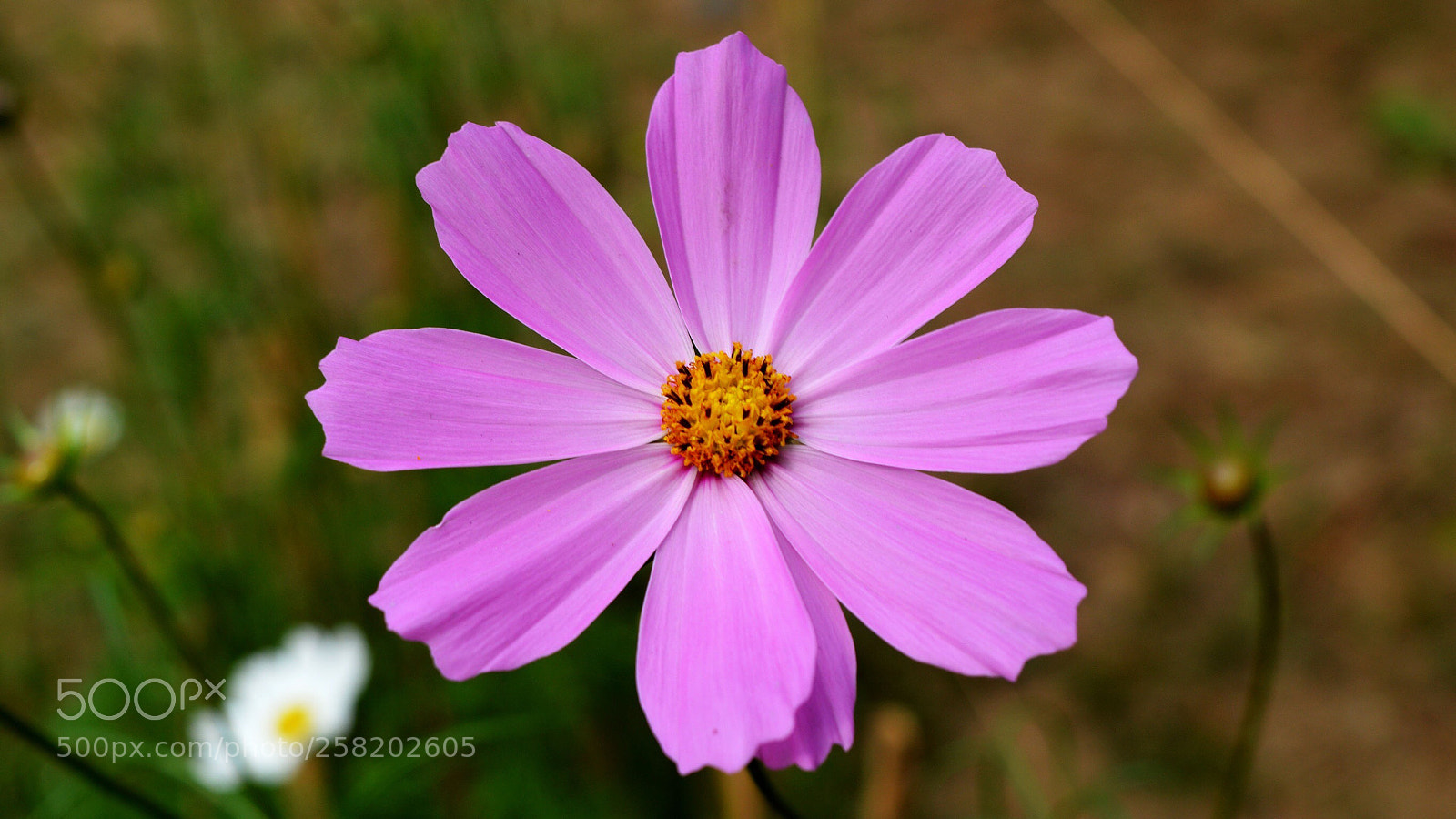 Nikon D3200 sample photo. Violet flower photography