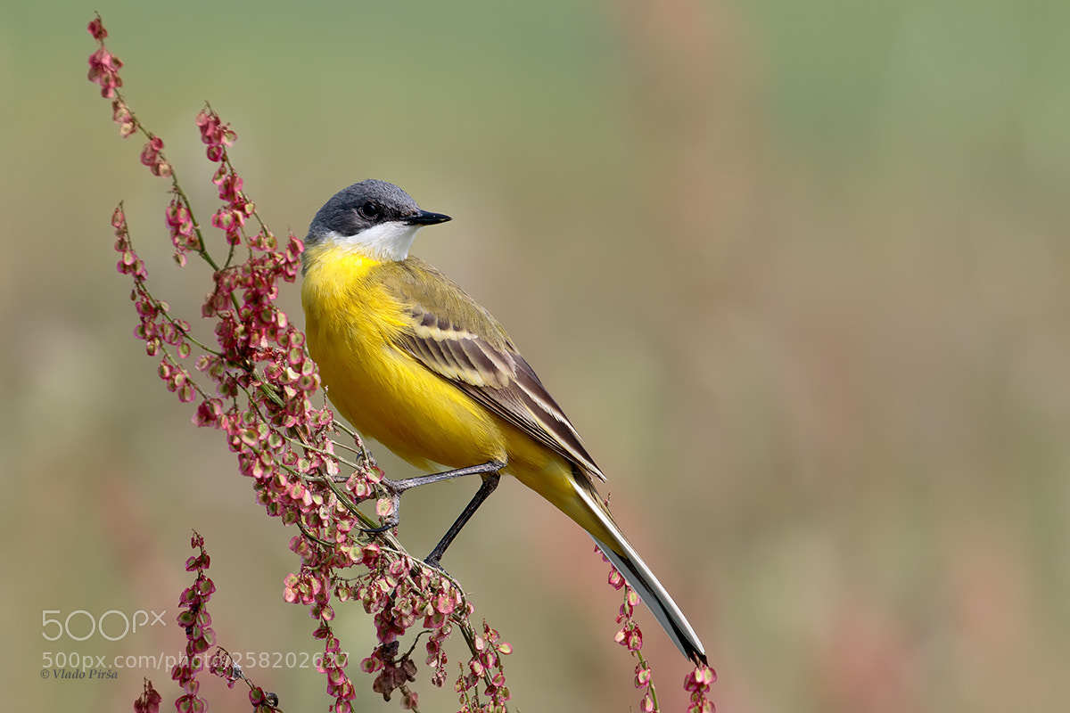 Canon EOS 7D Mark II sample photo. Yellow wagtail photography