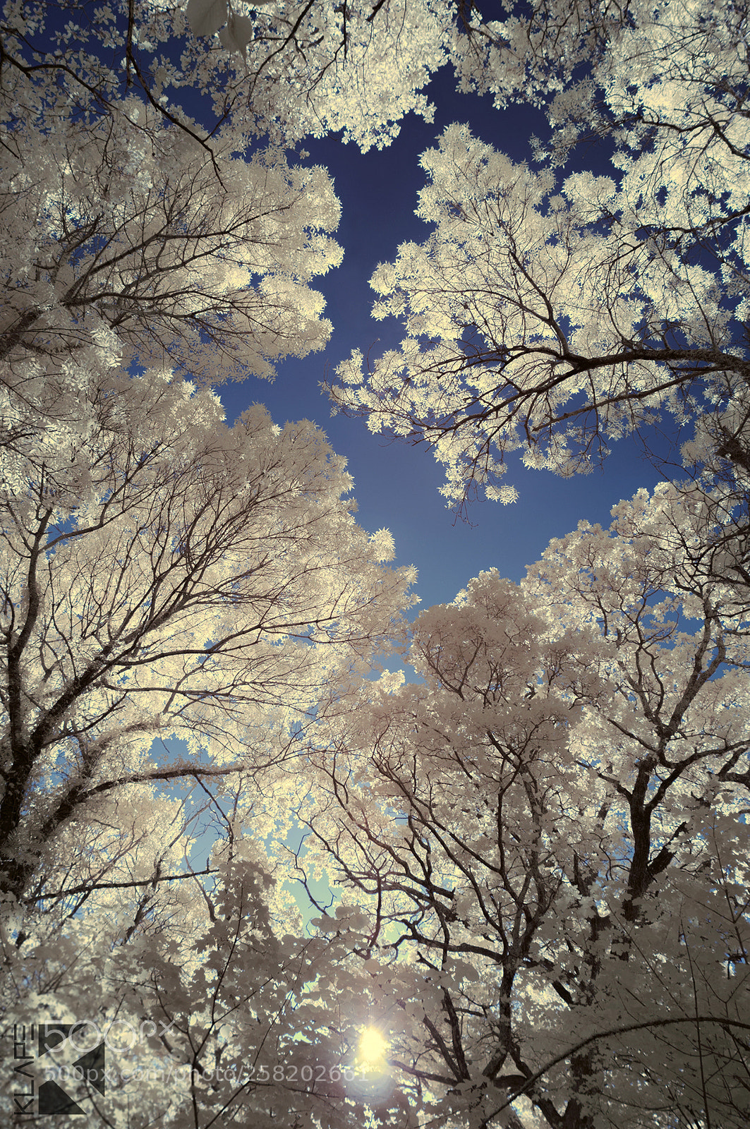 Nikon D90 sample photo. Infrared forest photography