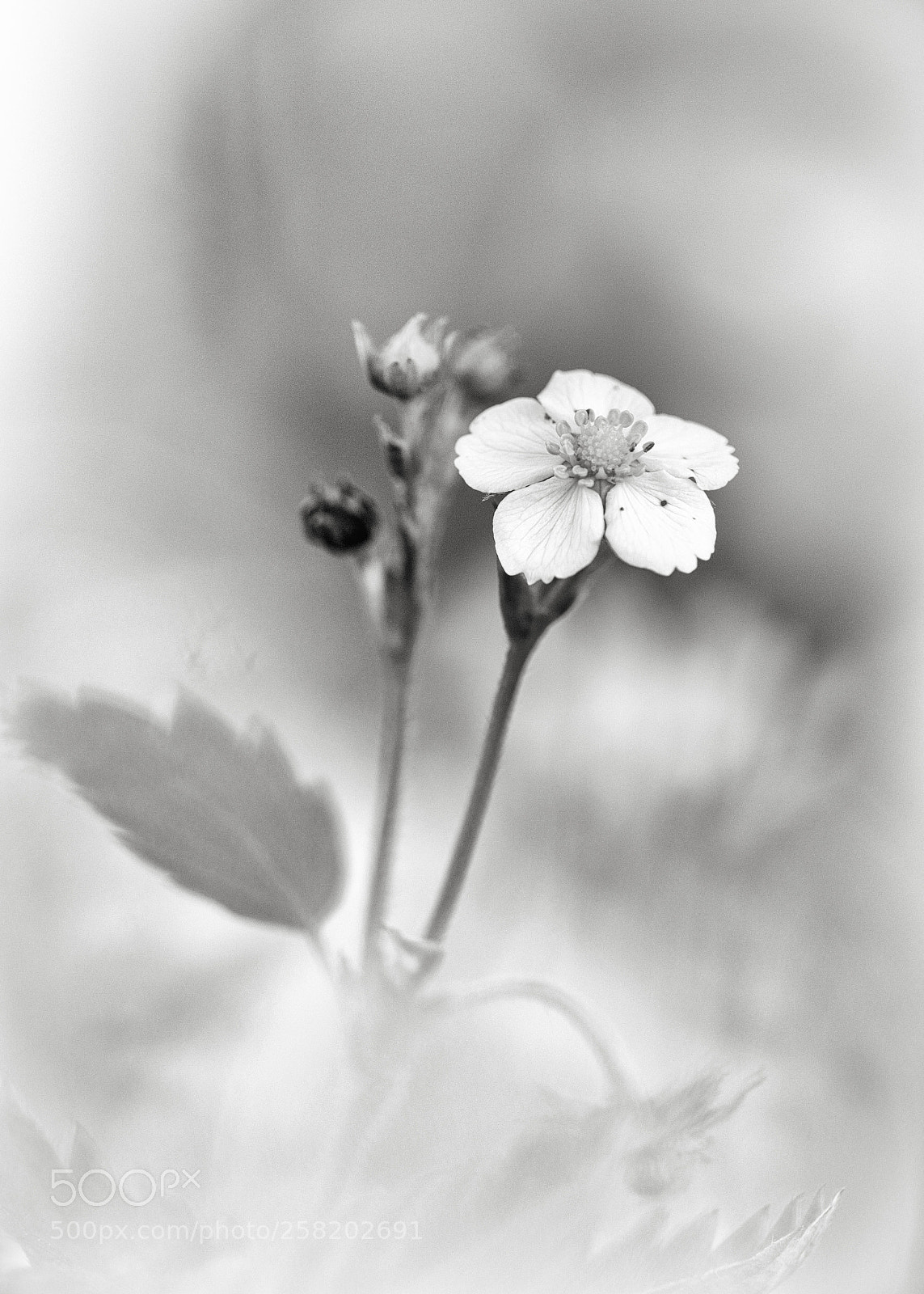 Sony SLT-A99V sample photo. Wild srawberry photography