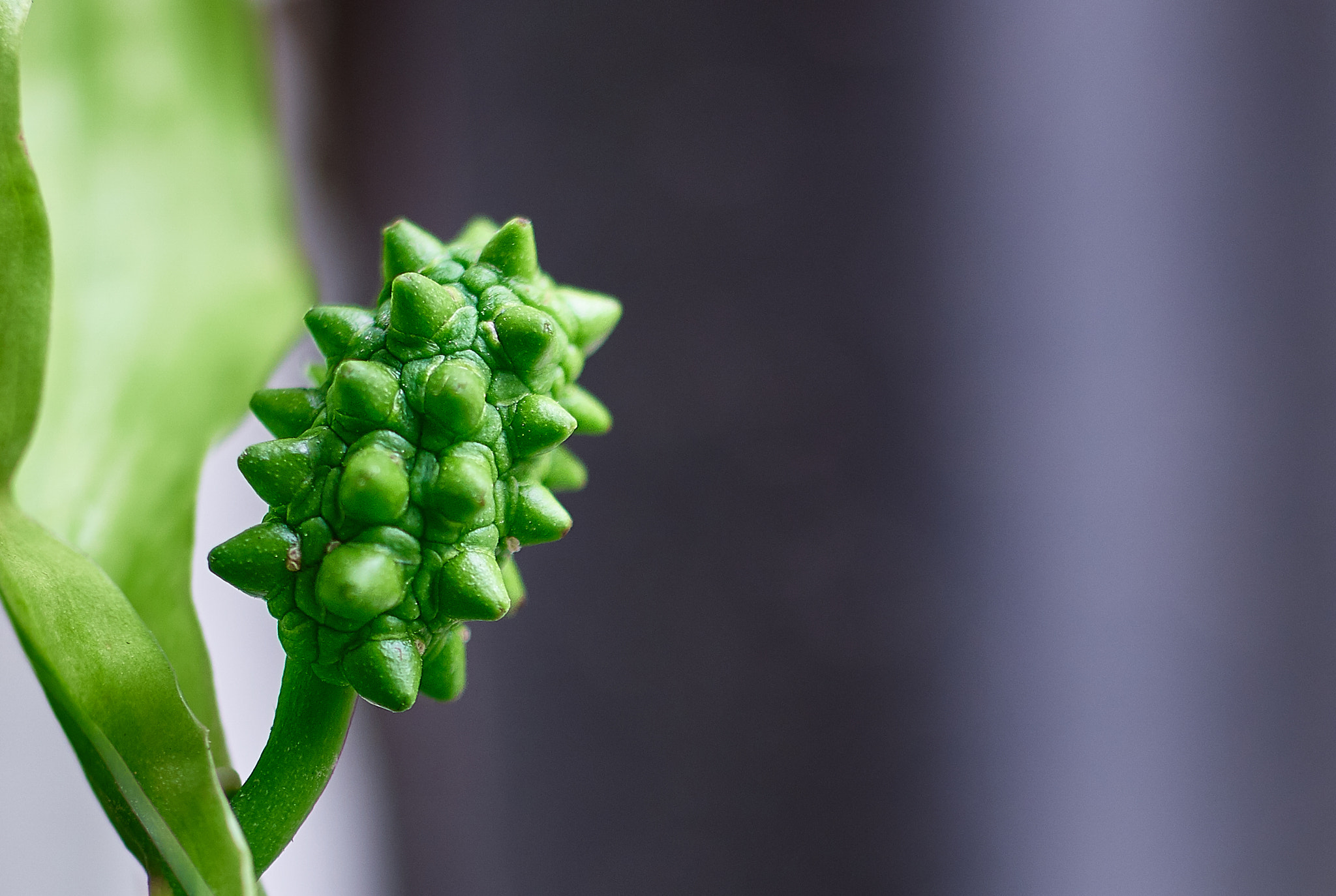 Samsung NX1 sample photo. Spathiphyllum wallisii (peace lily) photography