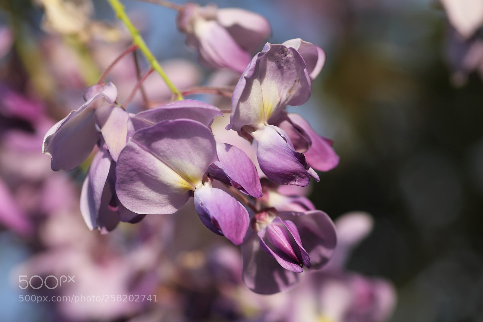 Canon EOS 7D sample photo. Glicine photography