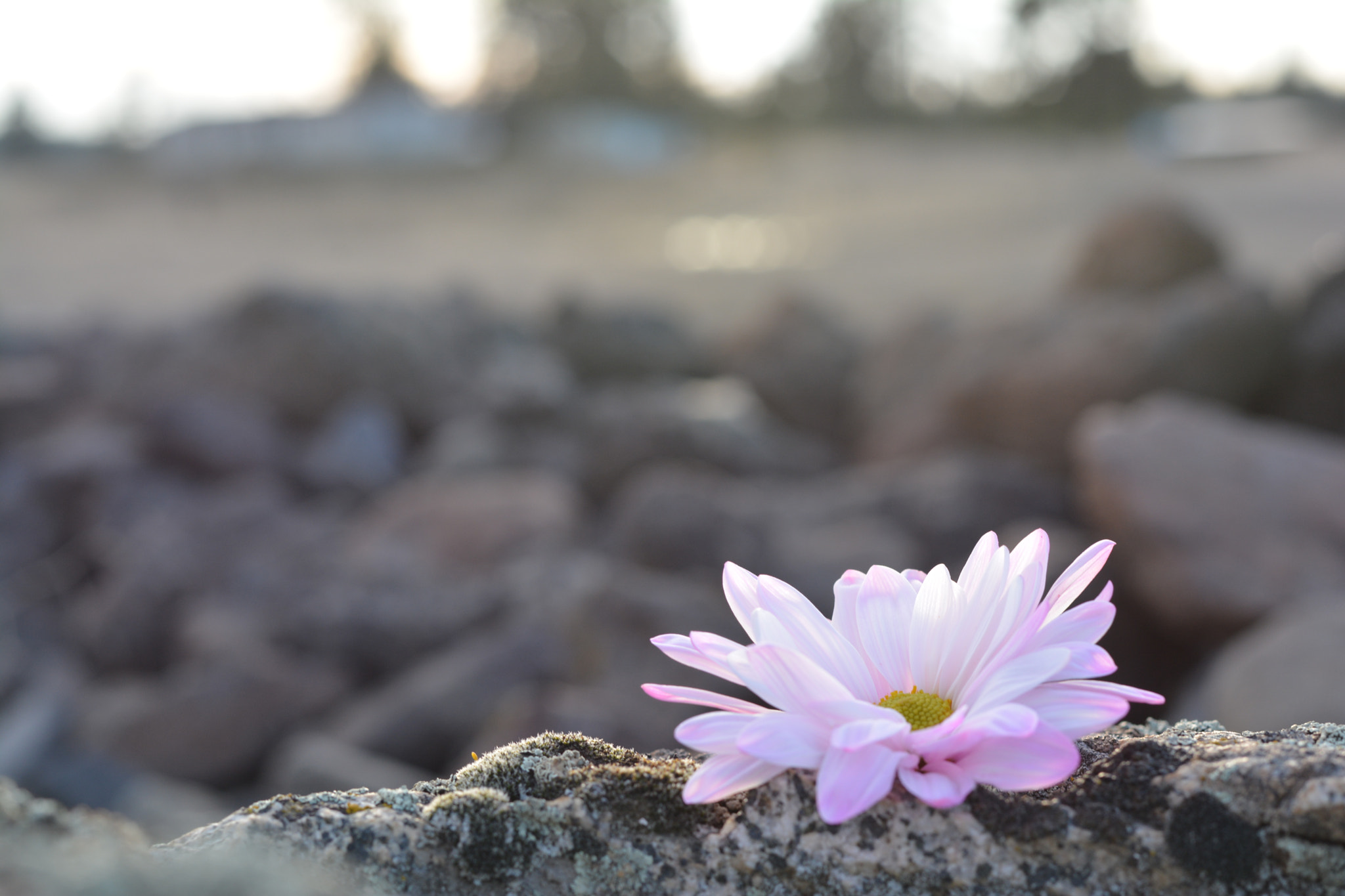 Nikon D7100 + Nikon AF-S Nikkor 50mm F1.8G sample photo. Contrast photography