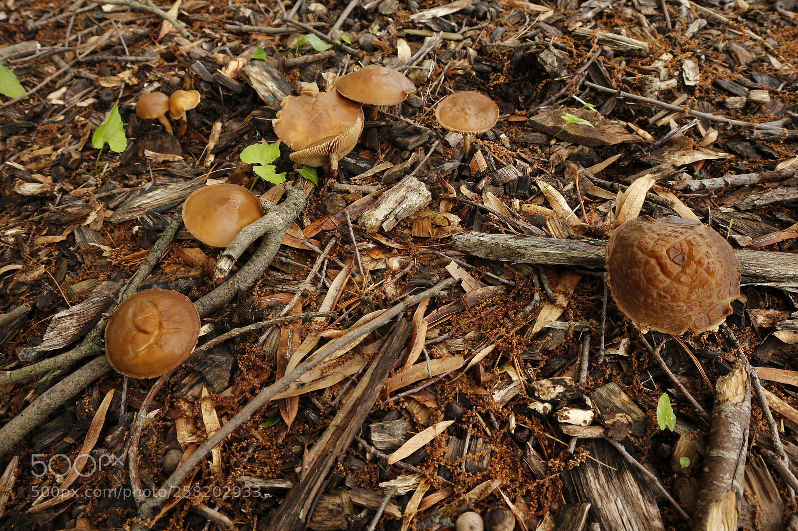 Canon EOS M sample photo. Untitled photography