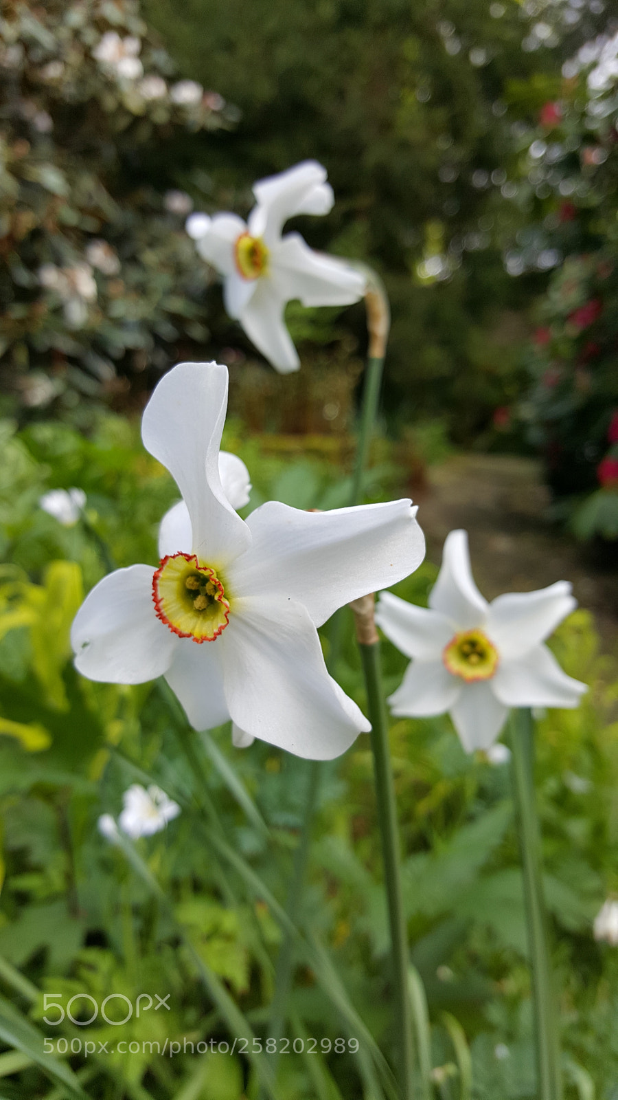 Samsung Galaxy S6 sample photo. Narcissus photography
