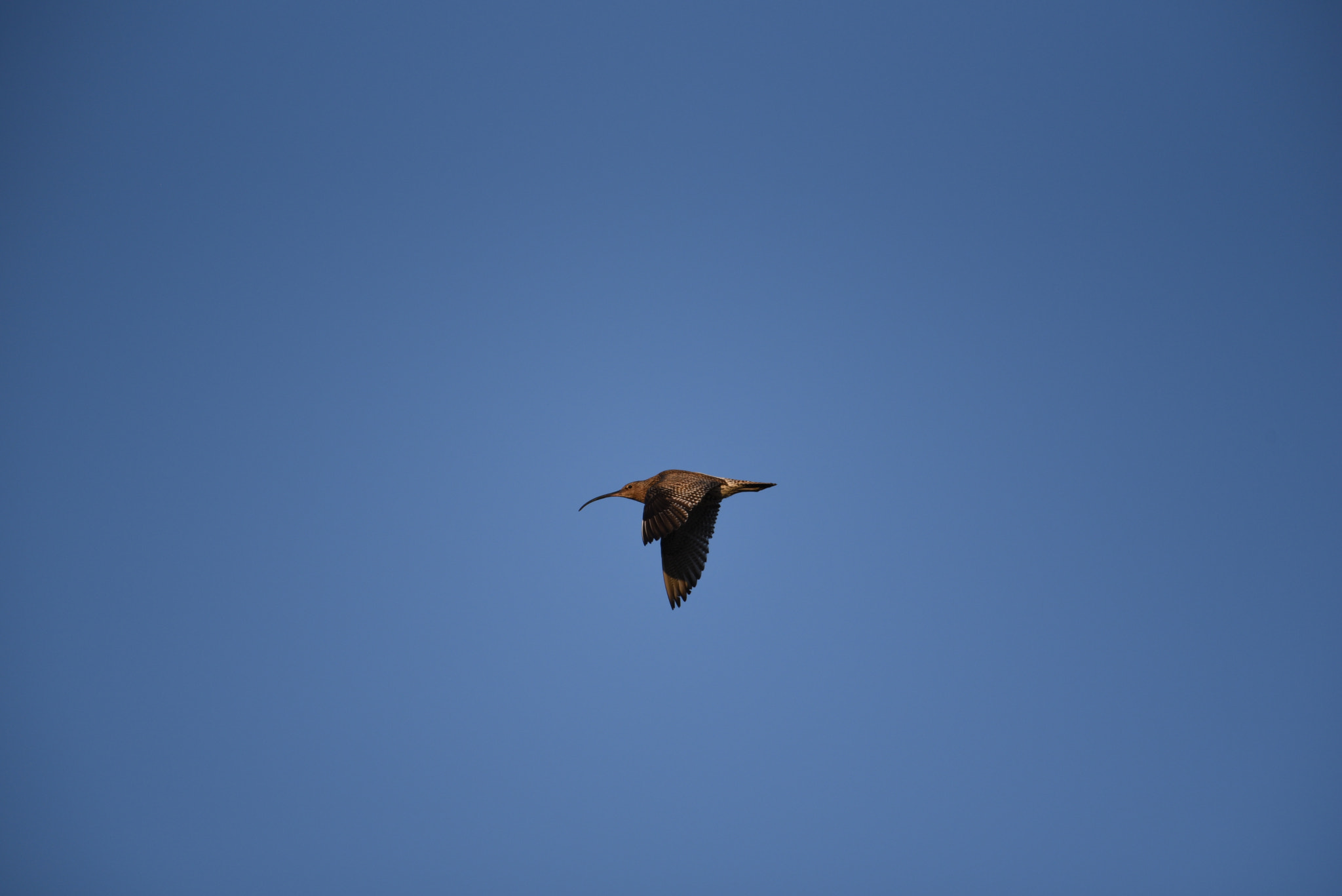 Nikon AF-S Nikkor 200-500mm F5.6E ED VR sample photo. Eurasian curlew,storspove photography