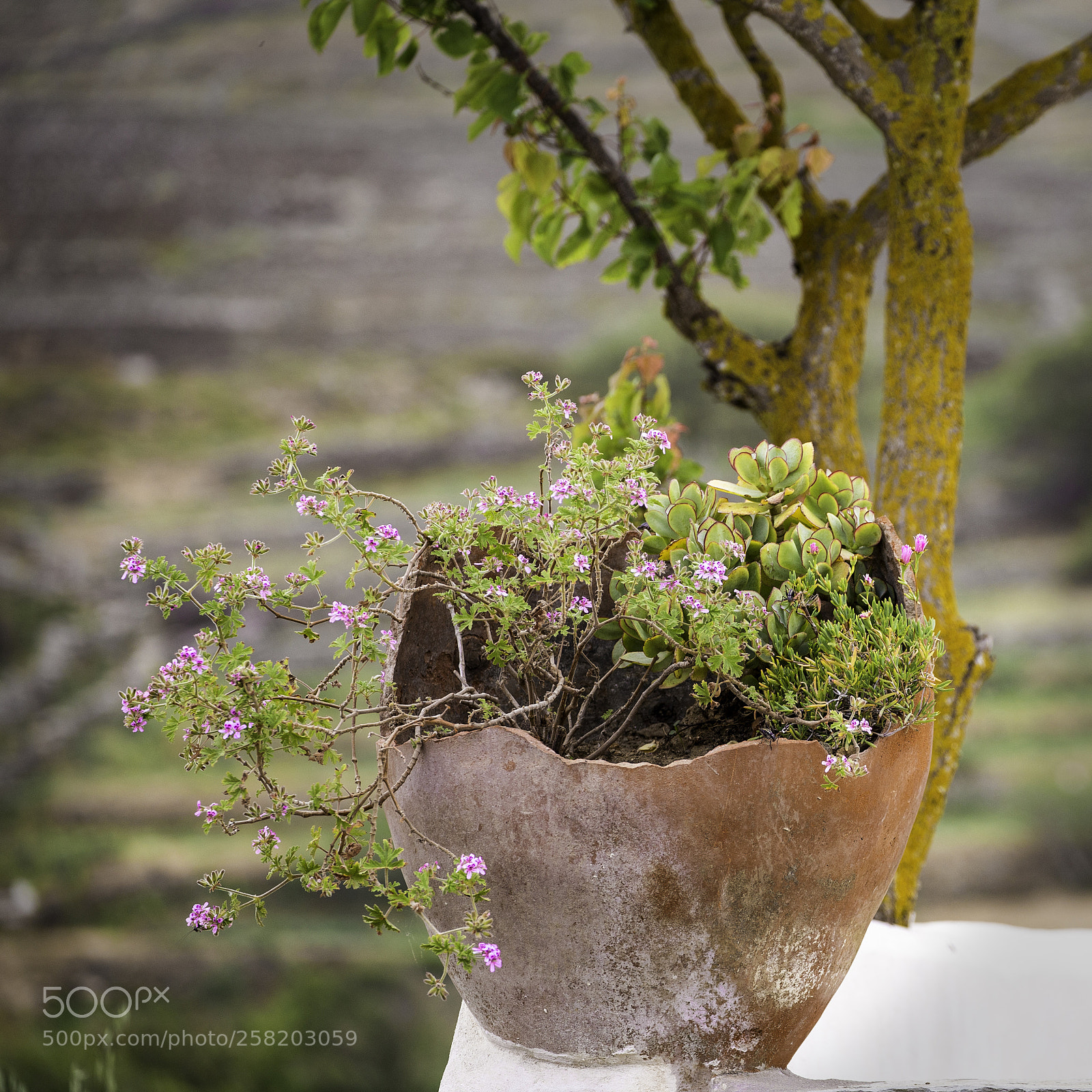 Canon EOS 6D sample photo. Spring in tinos photography