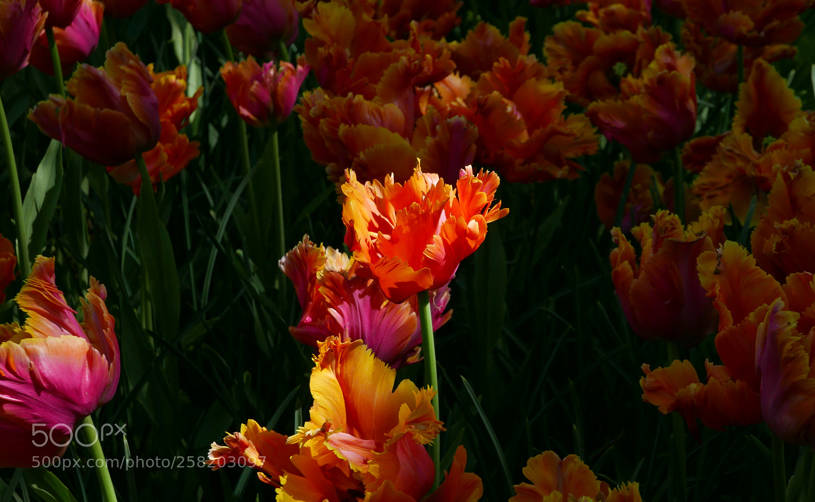 Panasonic Lumix DMC-LX100 sample photo. Flower photography