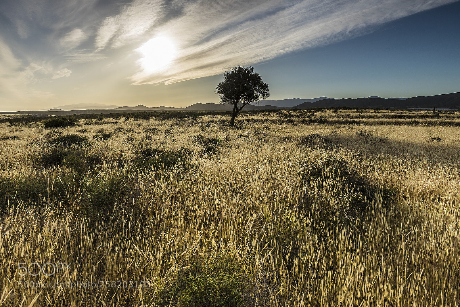 Sony a7 II sample photo. Field of light photography